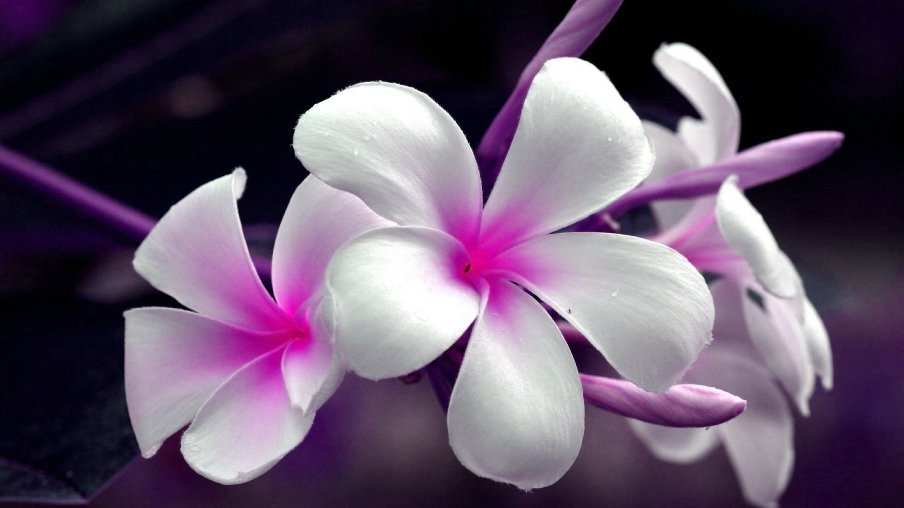 Plumeria Flower White Background