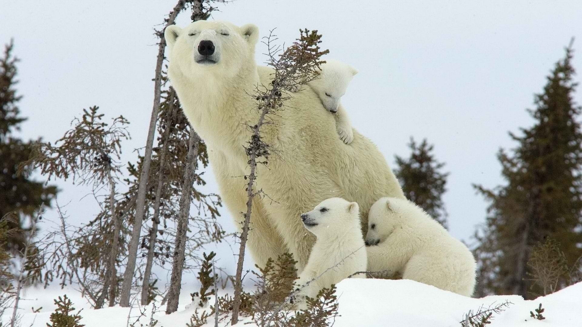 Белая Медведица с медвежонком фото