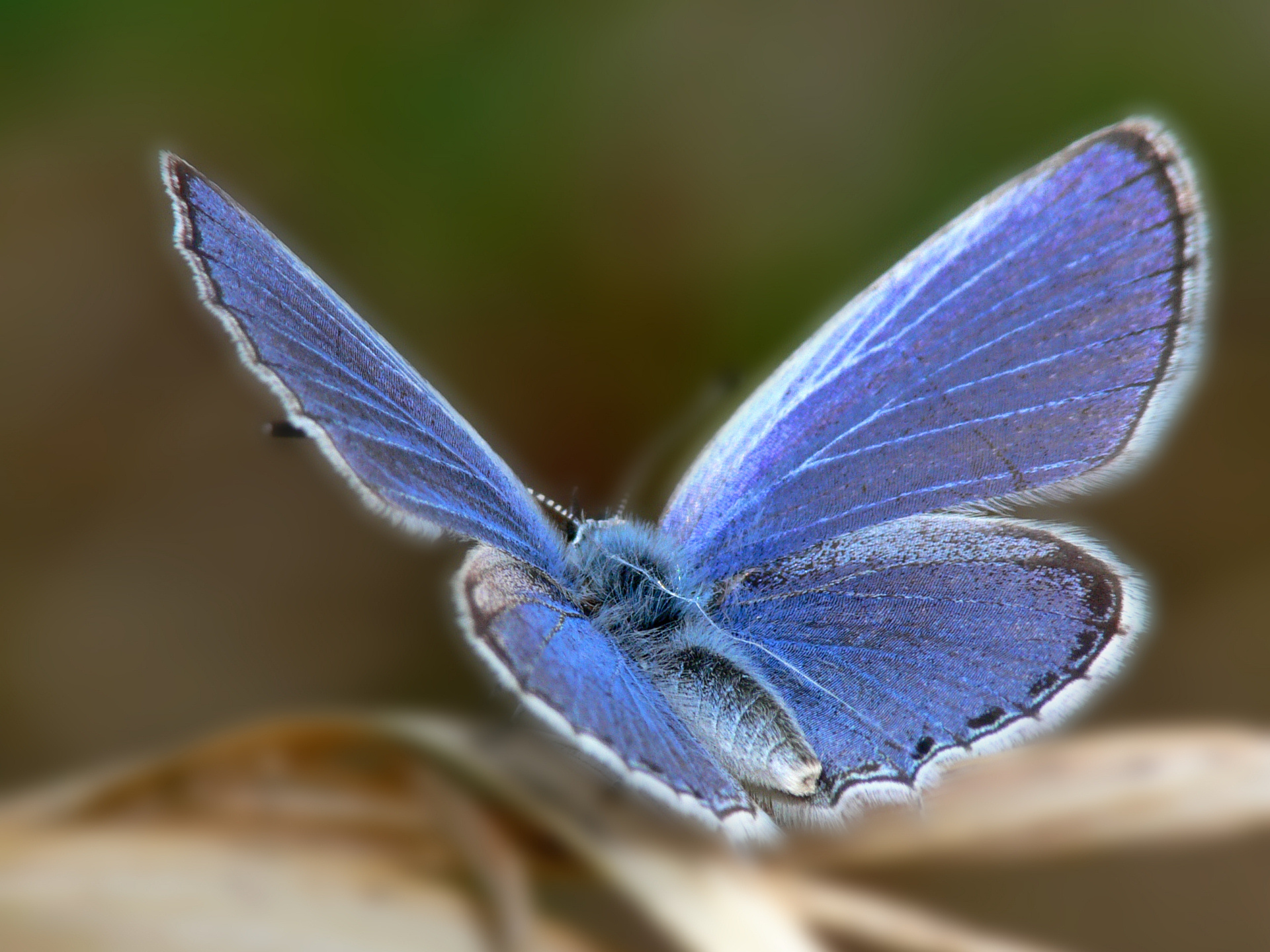 Mariposa 