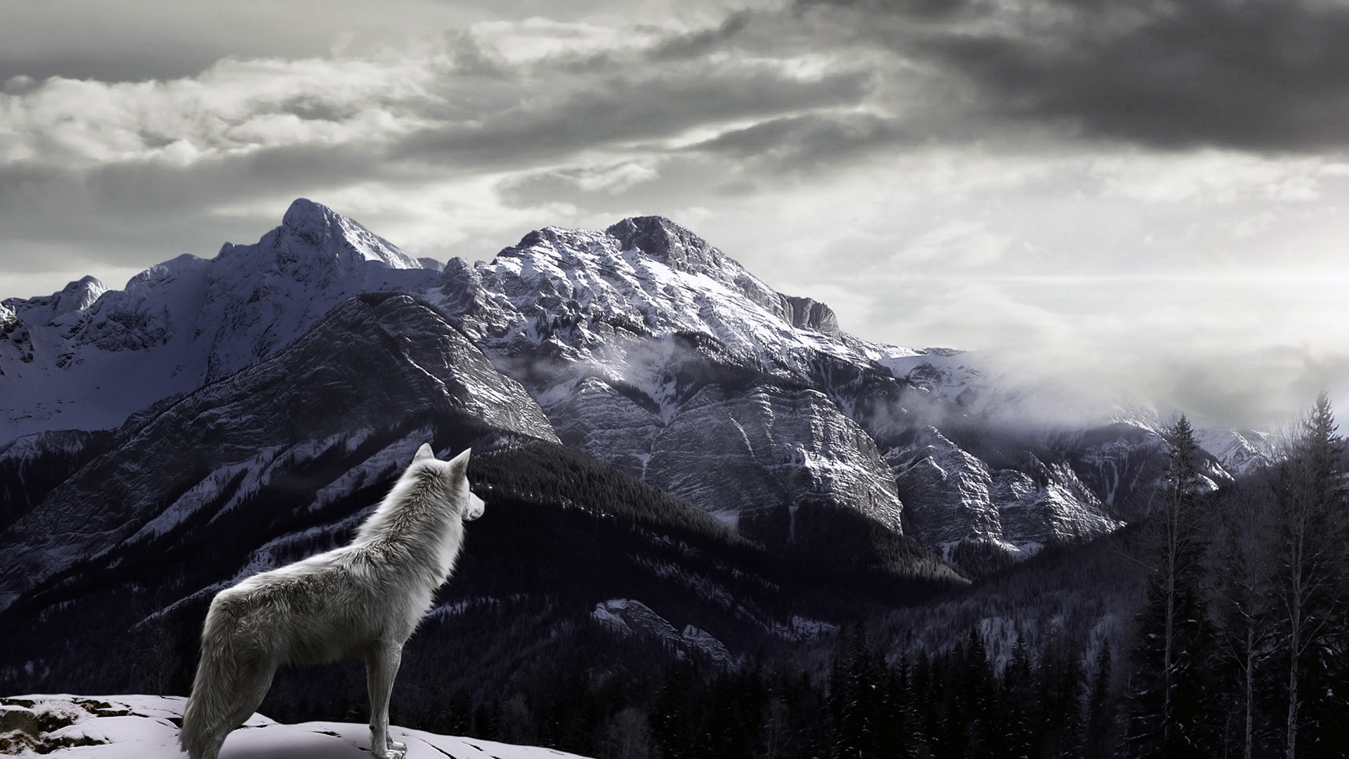 http://on-desktop.com/wps/Animals___Wolves_and_Foxes_The_wolf_in_the_mountains_089631_.jpg