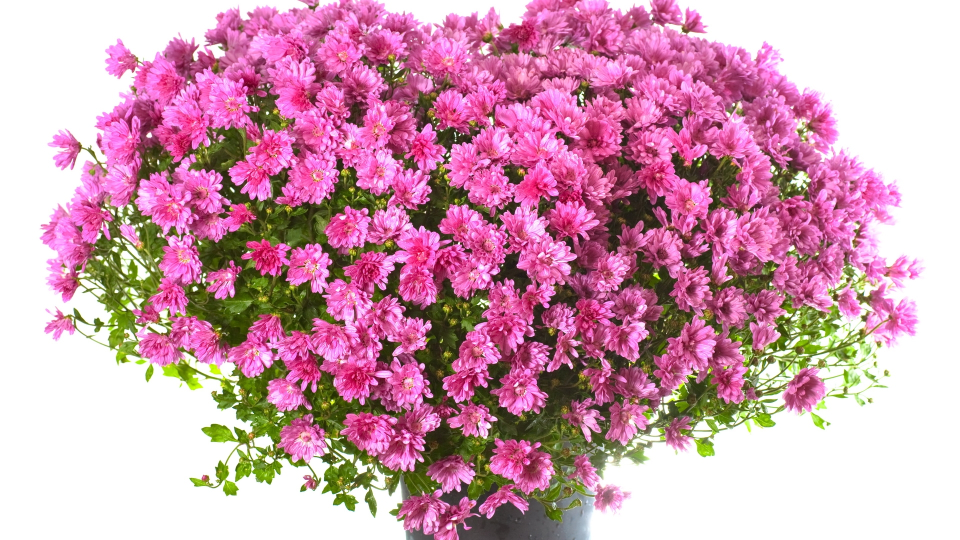 http://on-desktop.com/wps/Holidays___International_Womens_Day_A_huge_bouquet_of_pink_flowers_to_the_girl_on_March_8_057117_.jpg
