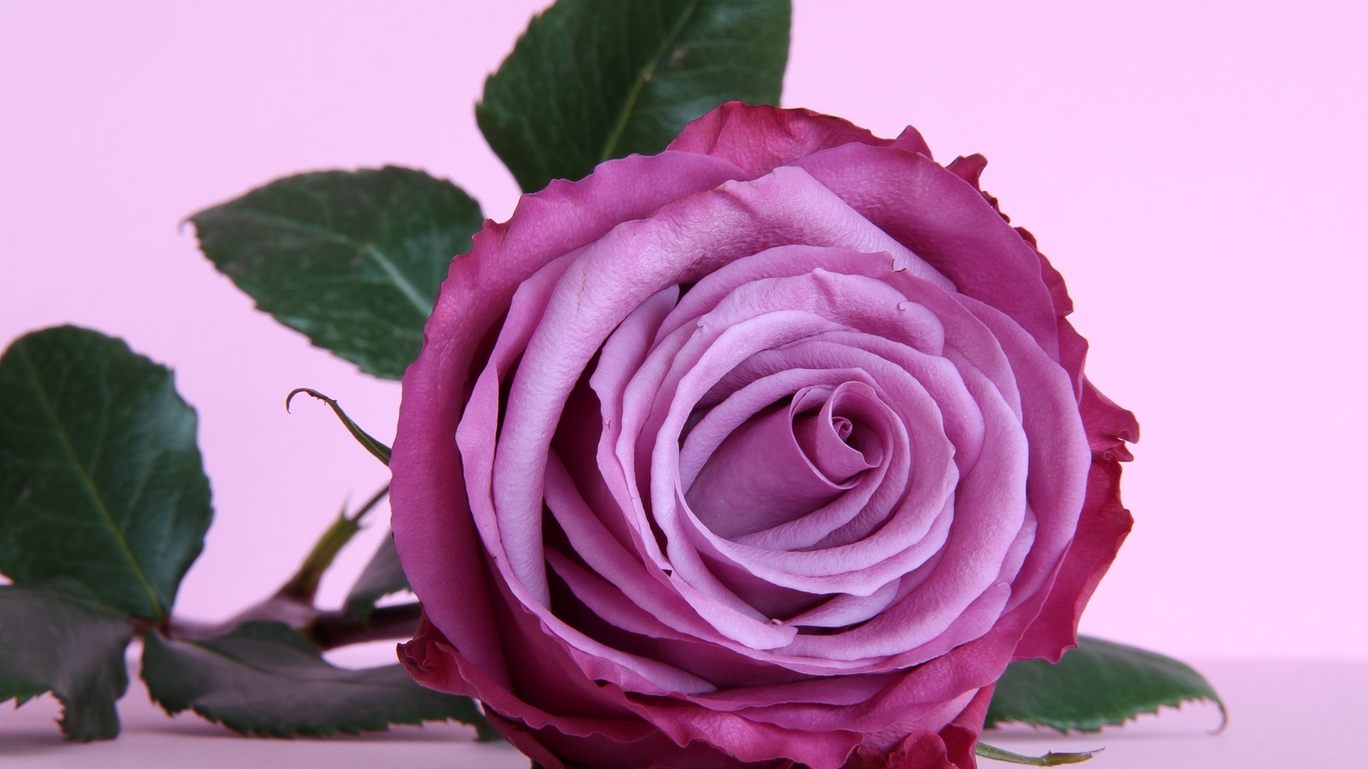 http://on-desktop.com/wps/Nature___Flowers_Beautiful_purple_rose_on_the_table_055873_.jpg