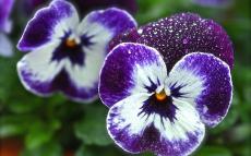 http://on-desktop.com/wps_thumb/0-Nature___Flowers_Beautiful_flowers_viola_(violet__pansy)_in_the_garden_066236_.jpg