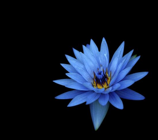 lotus flower desktop background