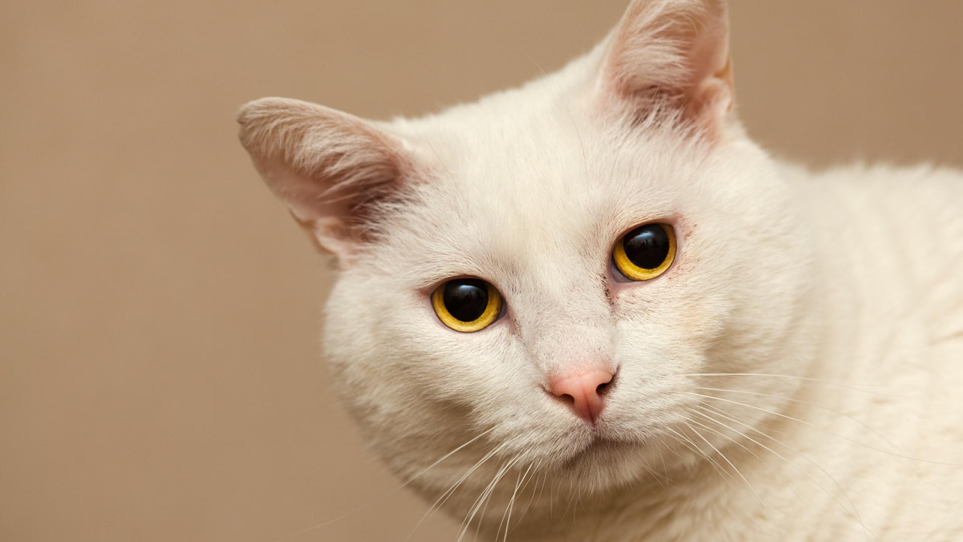 white cat yellow eyes