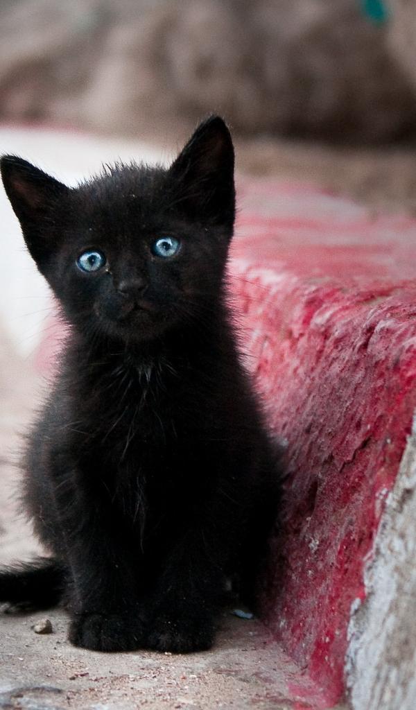 Black Cats With Blue Eyes Wallpapers
