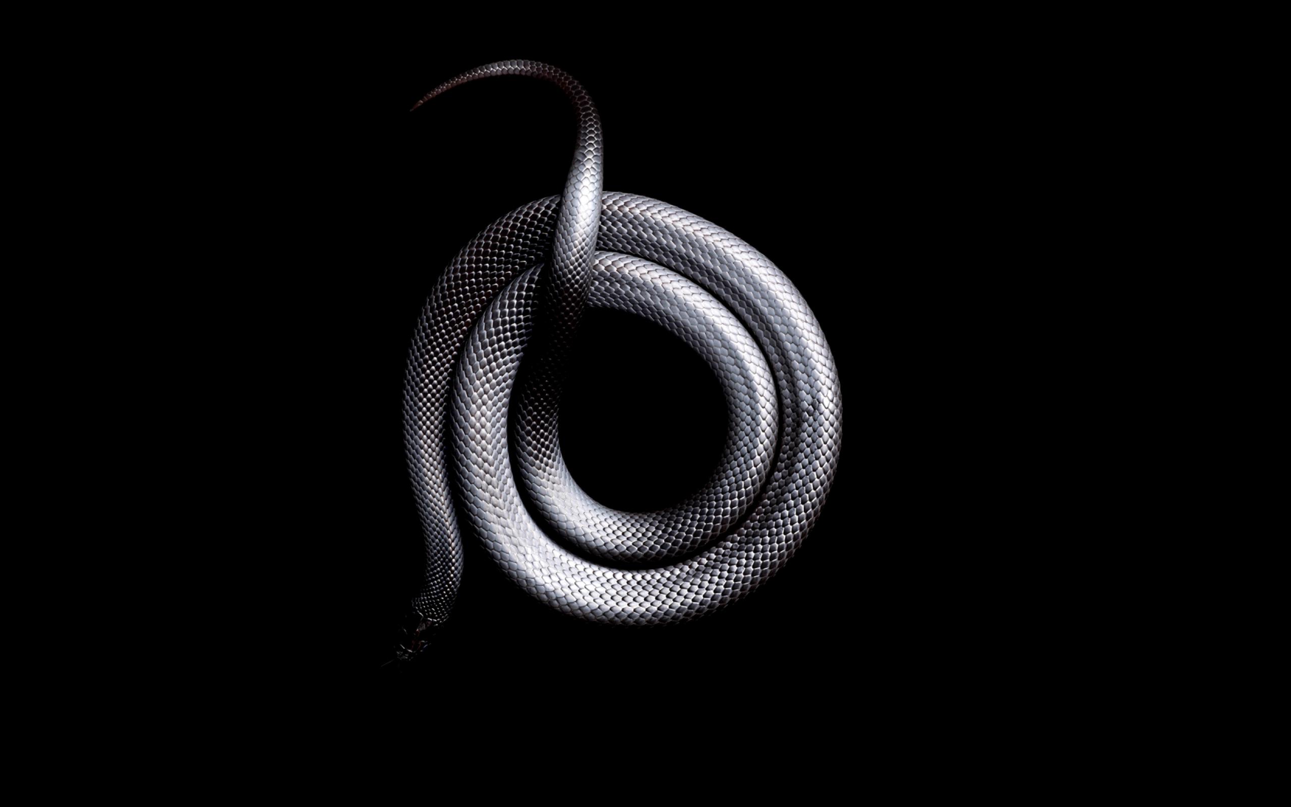 Змея на черном фоне