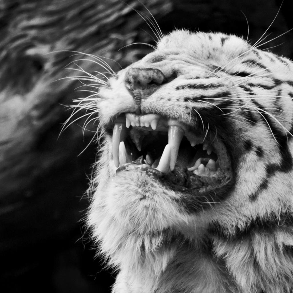 Уссурийский тигр белый оскал