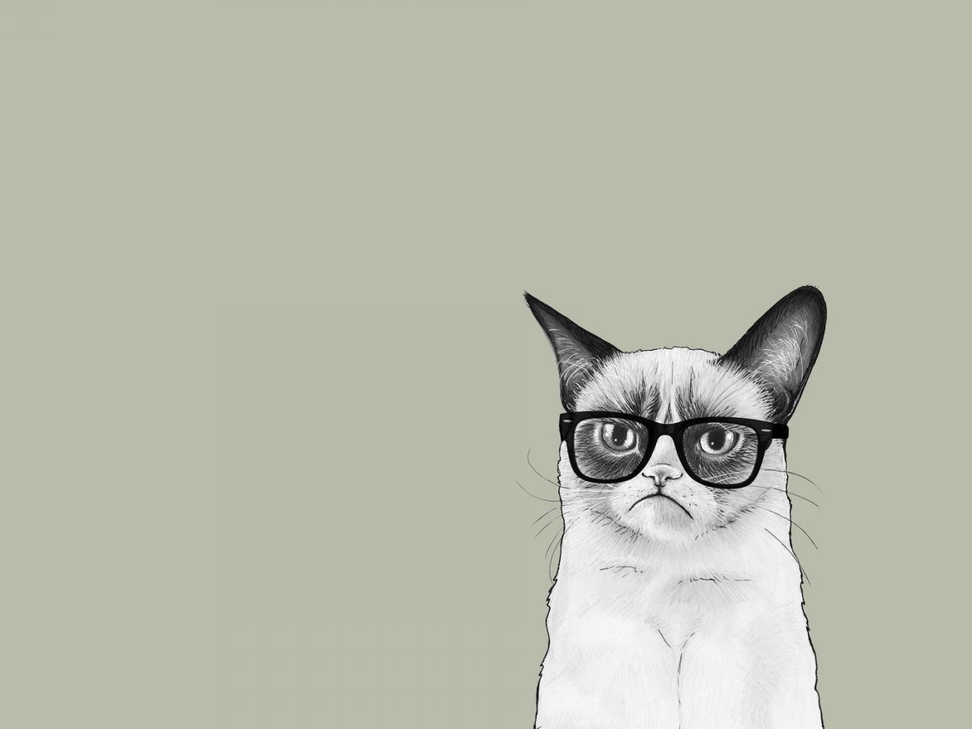 Коты в очках мемы