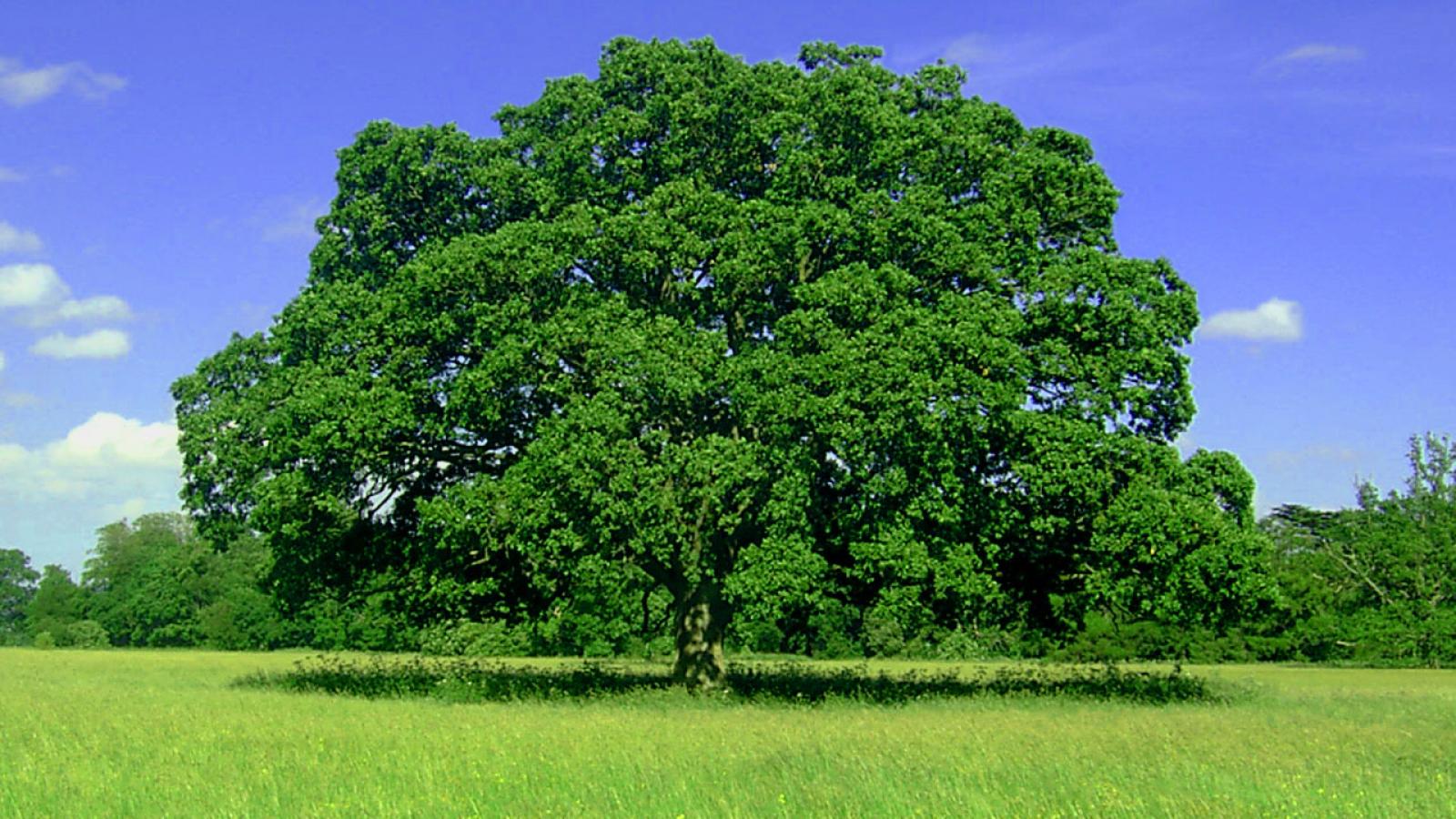 6 деревьев фото