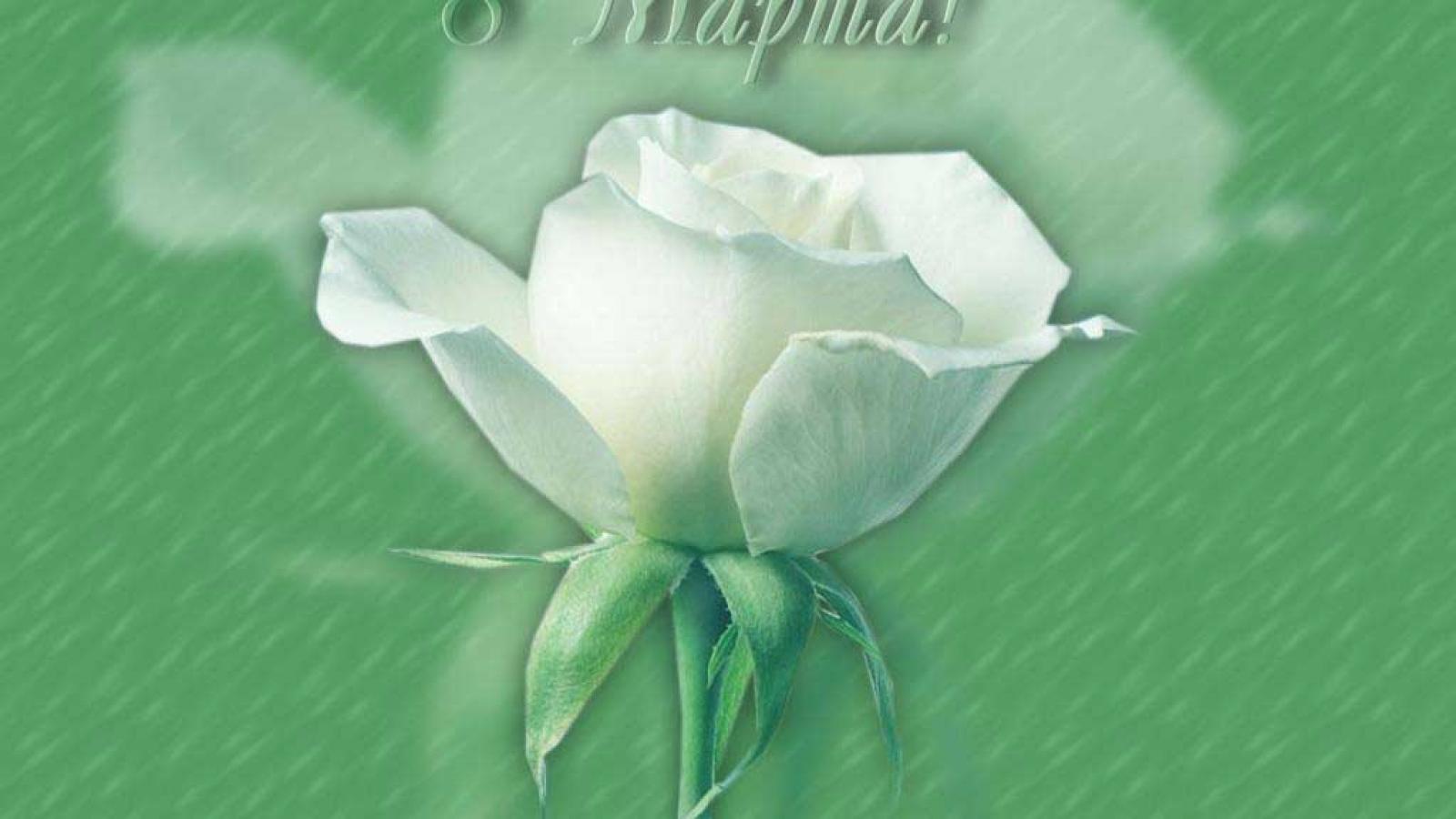С 8 марта поздравления белые розы