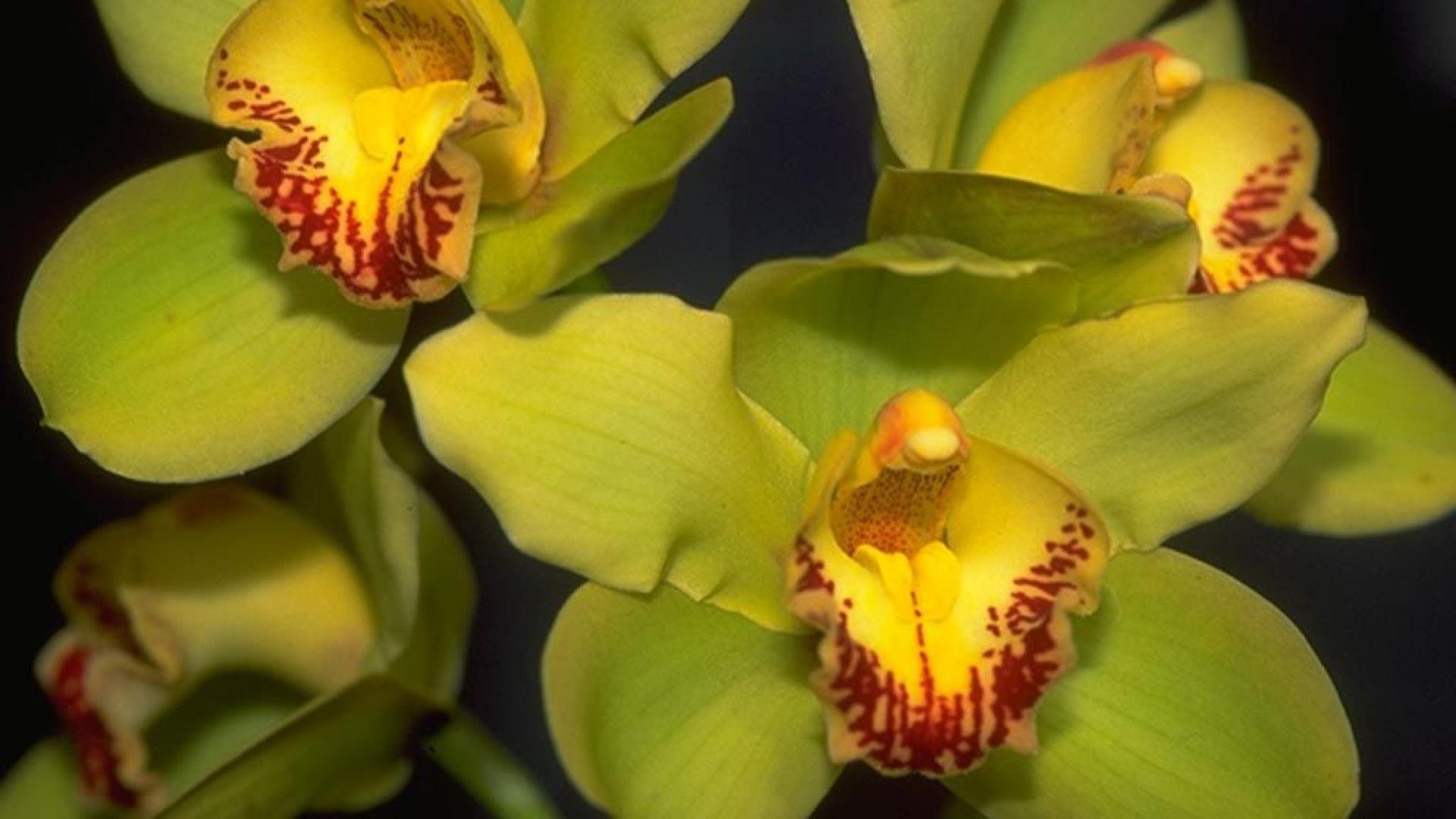 Зеленая Орхидея Помпадур