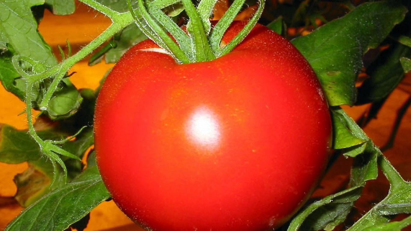 фото помидора примадонна