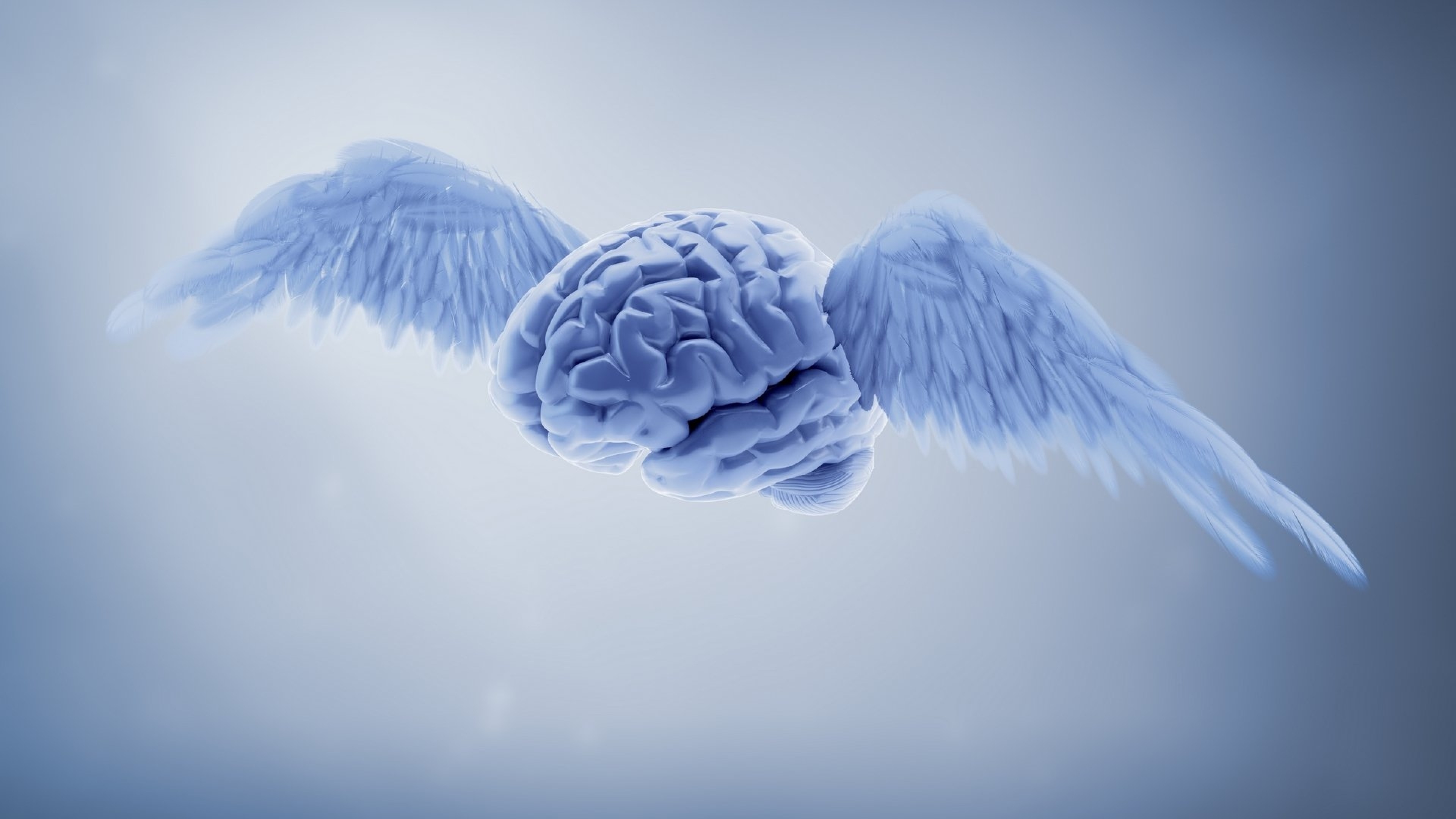 Мозги с крыльями