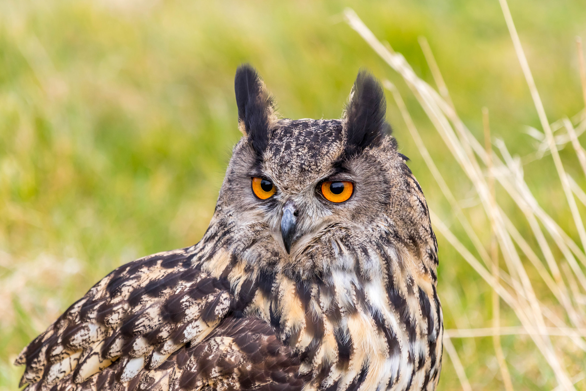 Филин. Филин Бубо-Бубо. Филин (Bubo Bubo Linnaeus, 1758). Филин обыкновенный (Bubo Bubo). Птица Филин Бубо Бубо.