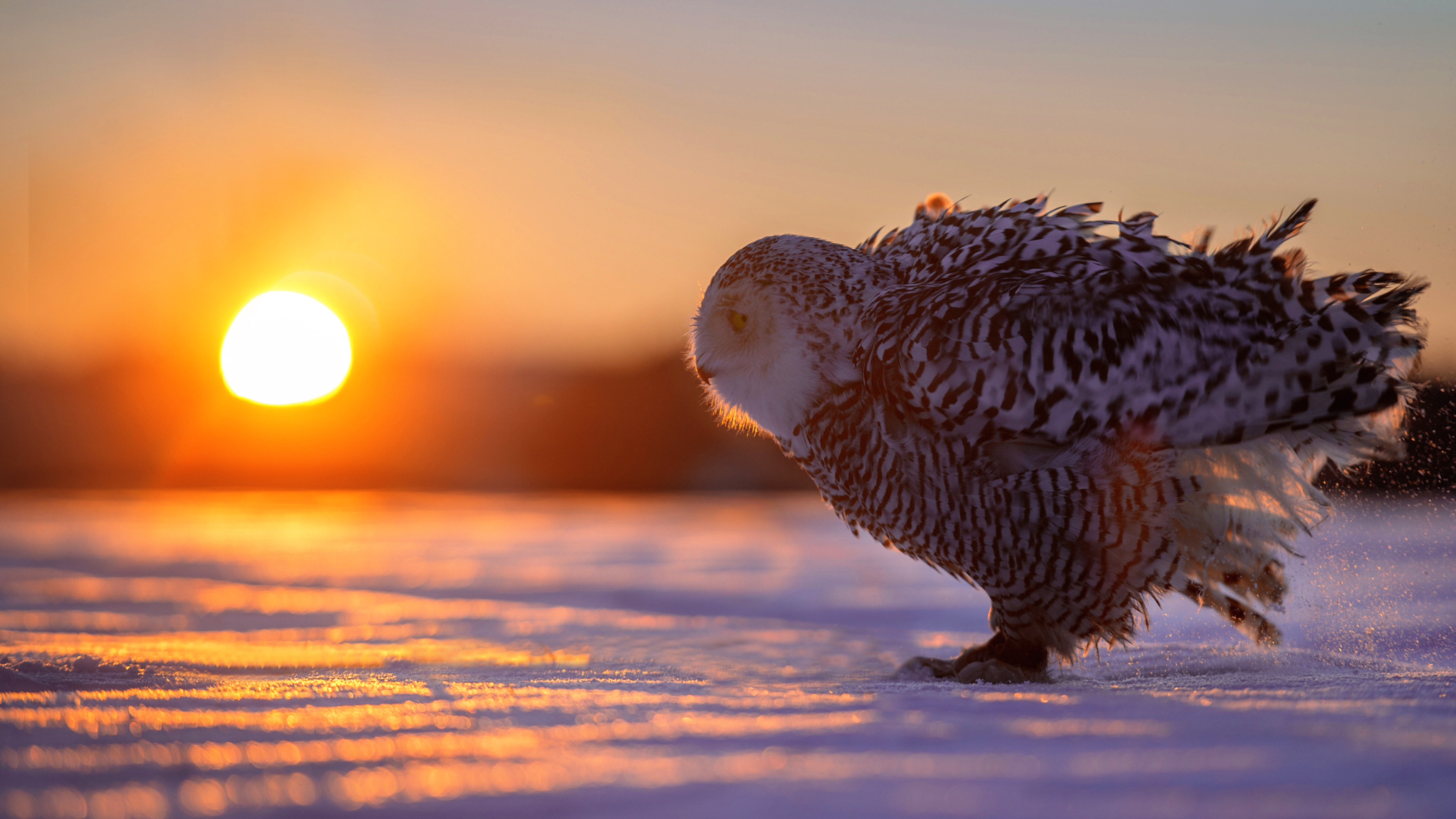 Сова на заливе