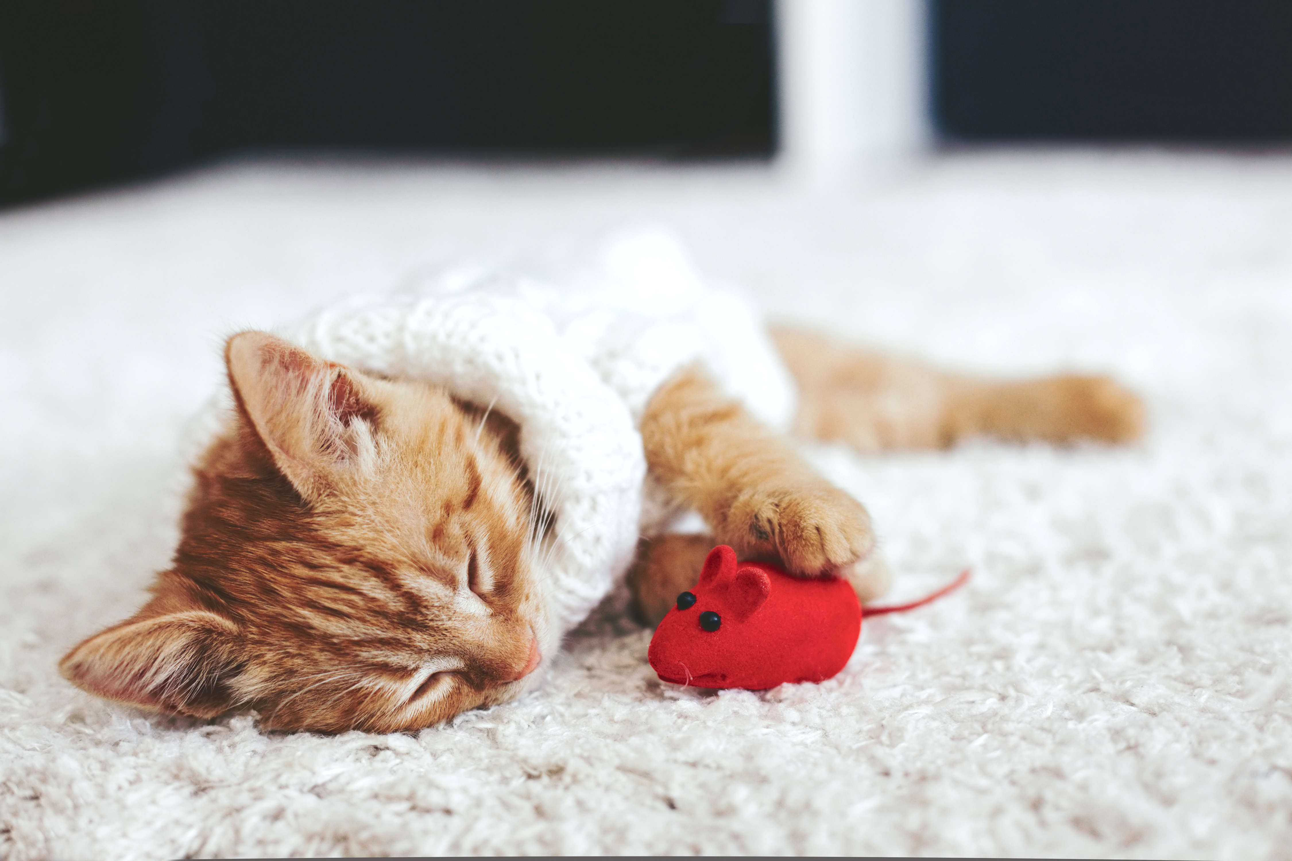 Спящий рыжий котенок