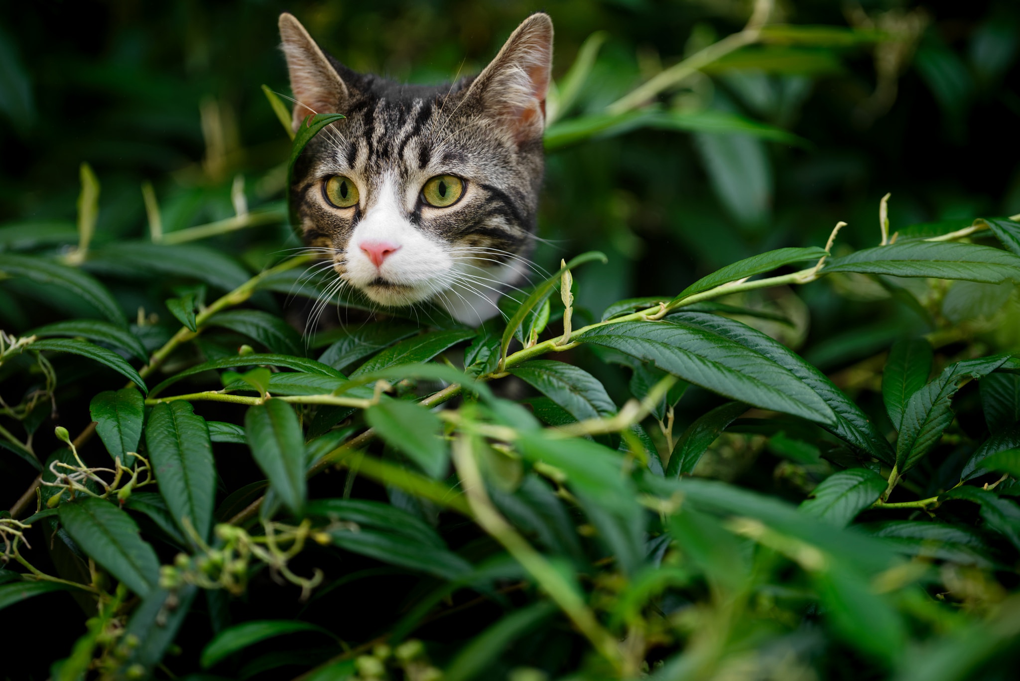 Кот в кустах