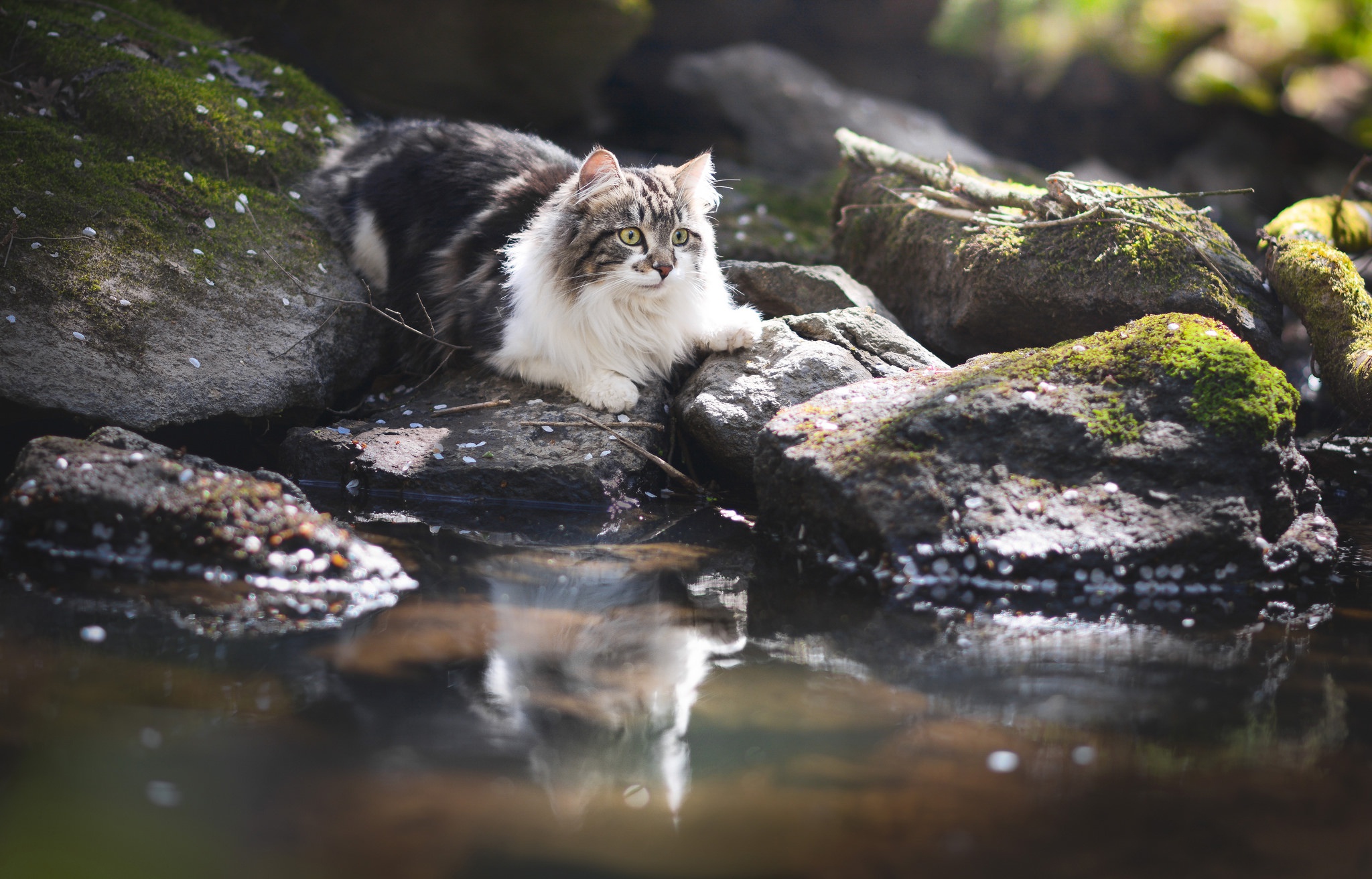 Кот у реки