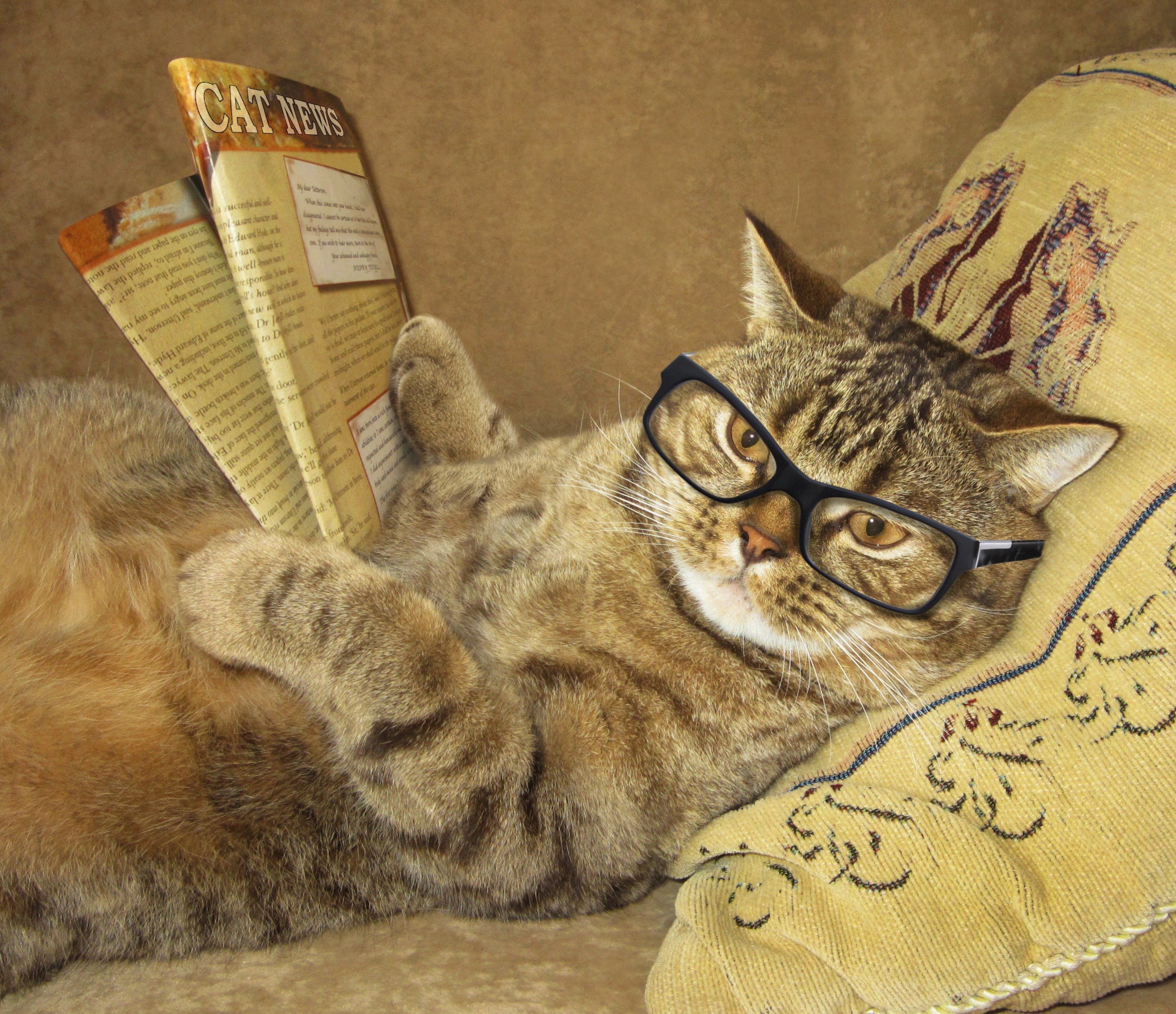 Картинка кот в очках