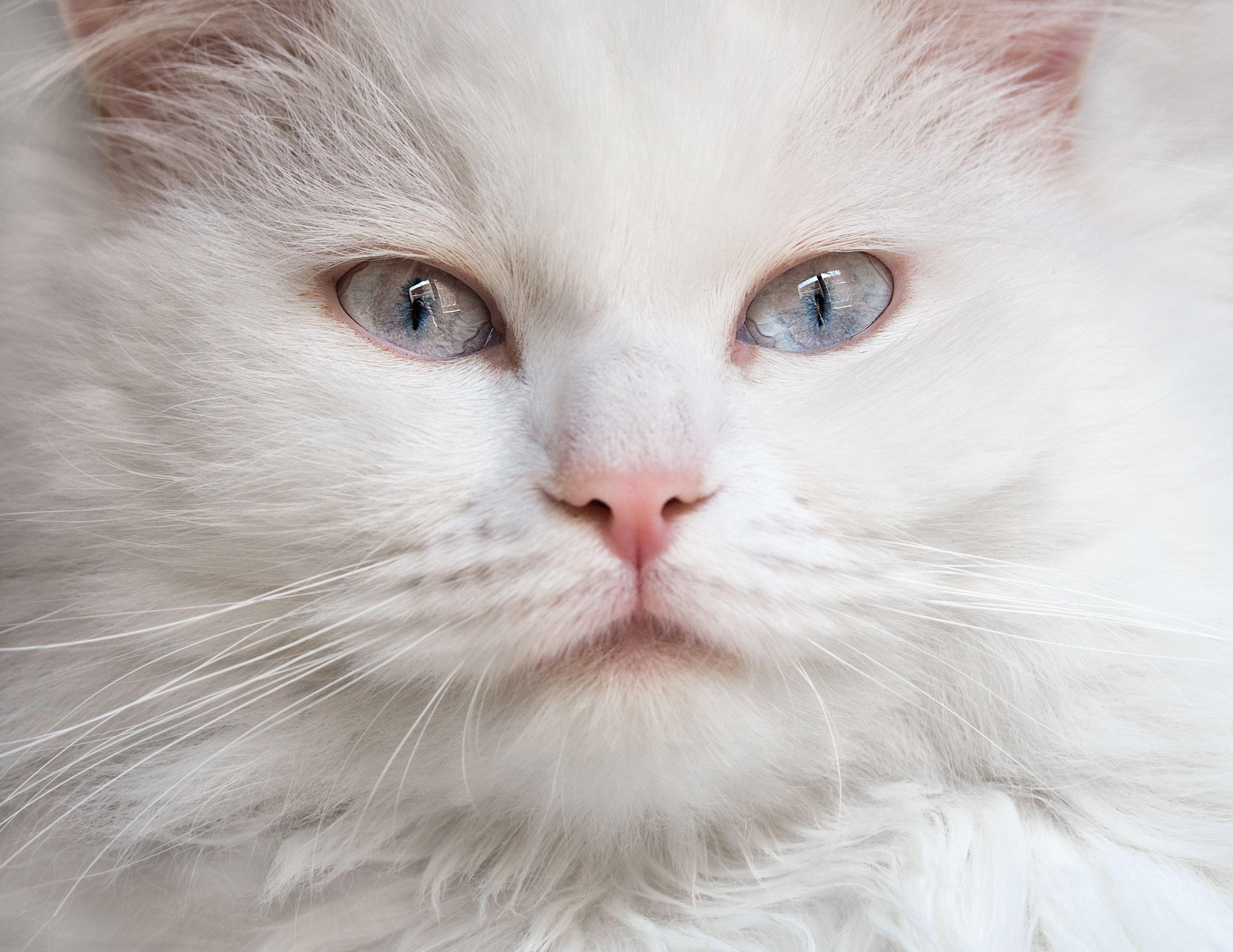 Пушистые Кошки С Голубыми Глазами