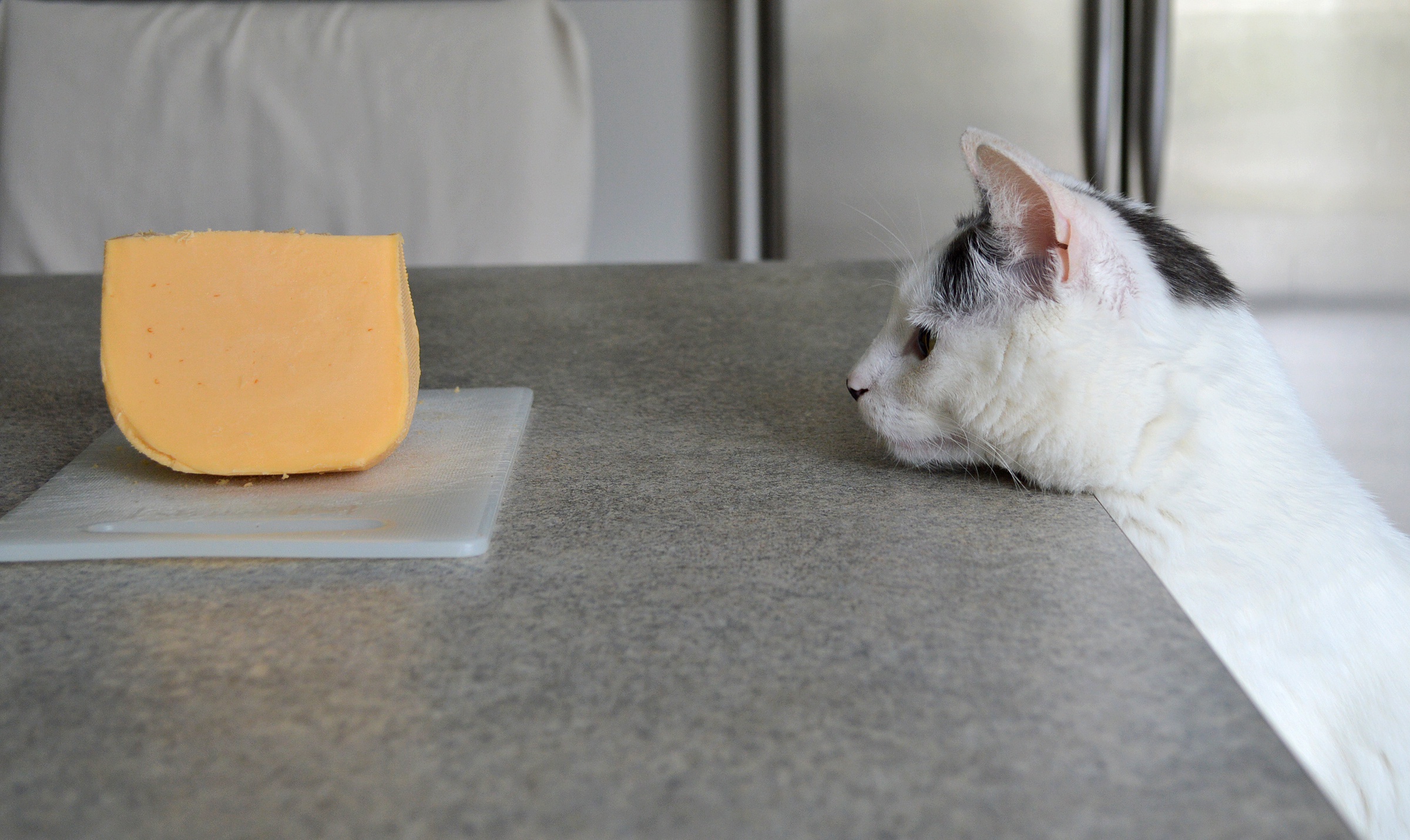 Можно давать котам сыр. Кошка и сыр. Котик ест сыр. Сырный кот. Кошачий сыр.