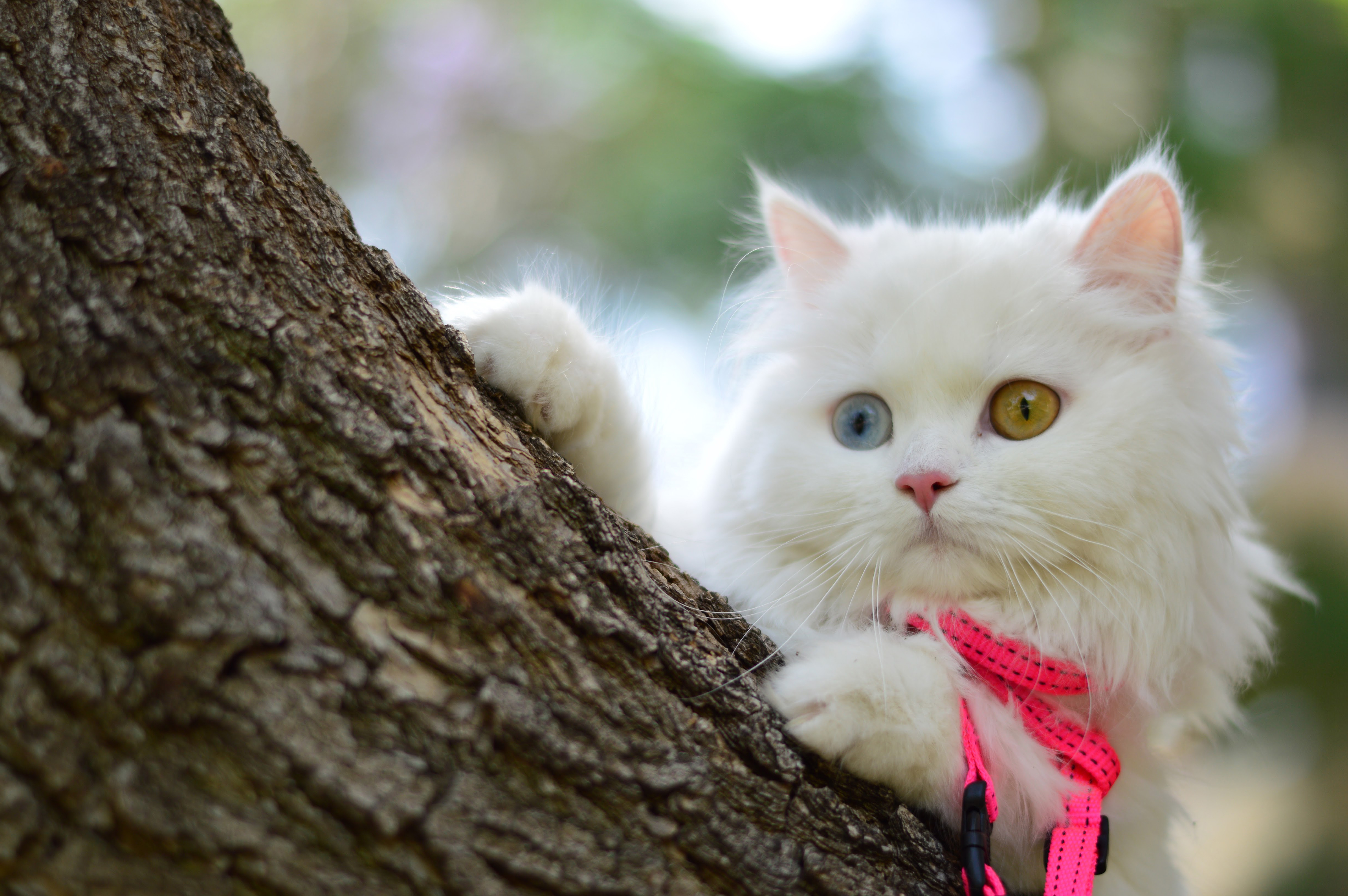 Как называется киса. Кошки. Красивые коты. Кошка белая. Пушистая кошка.