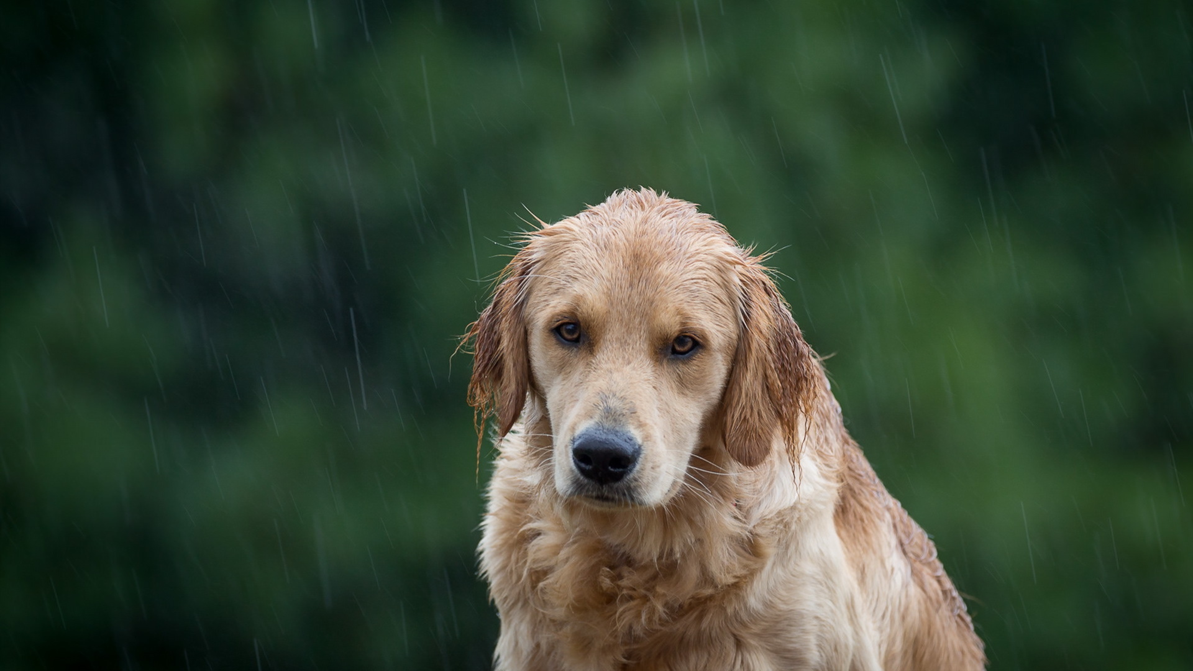 Rain dogs. Золотистый ретривер. Грустный Голден ретривер. Собака под дождем. Грустная собака.