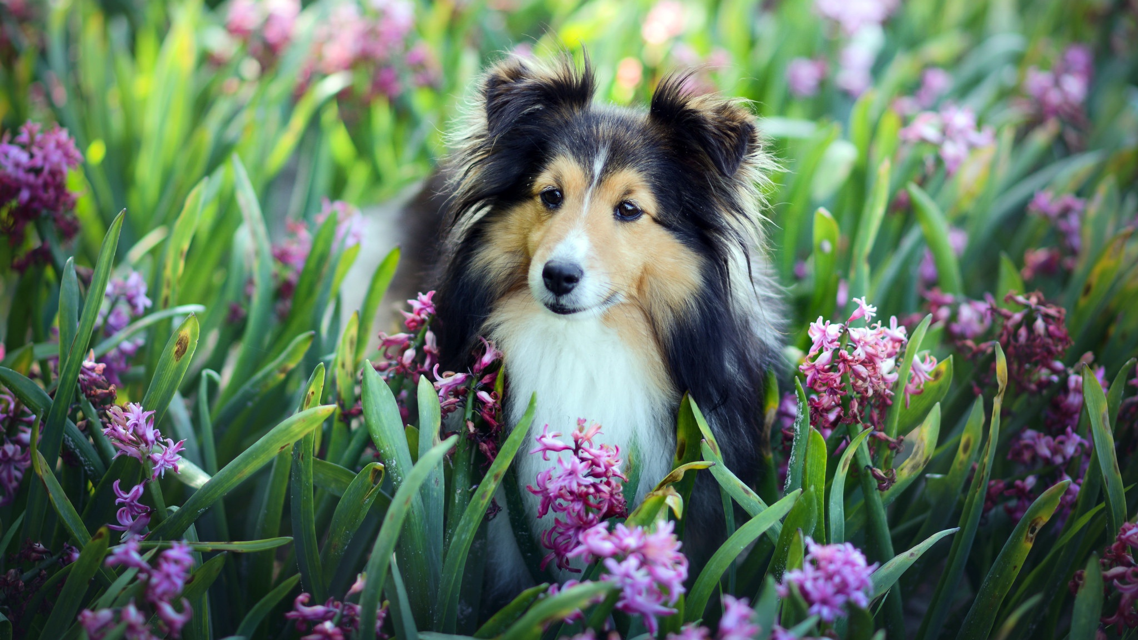 Собаки весной картинки. Шелти и спаниель. Шелти собака. Колли. Шелти и цветы.