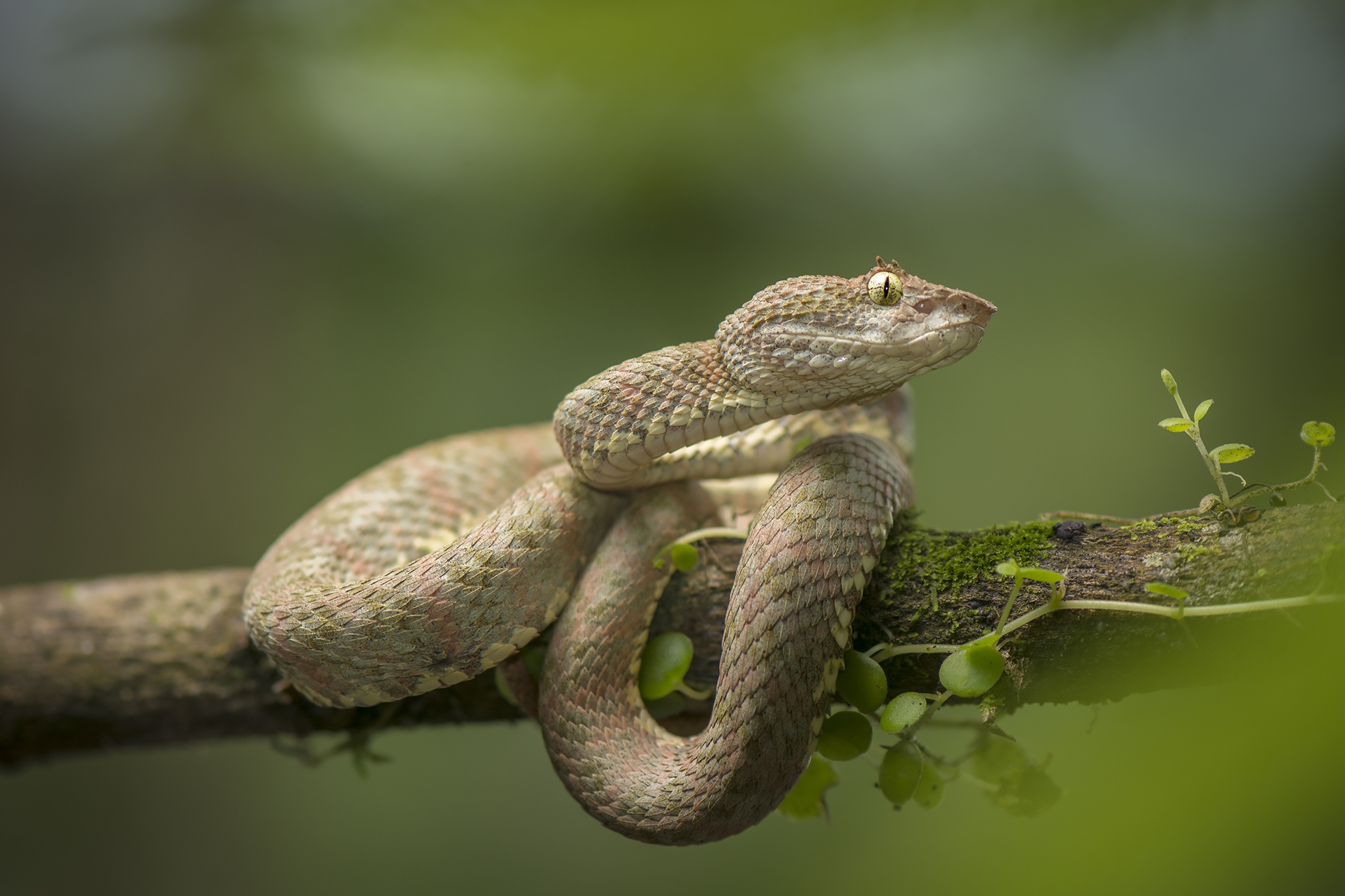 Ямкоголовая гадюка BOTHROPS