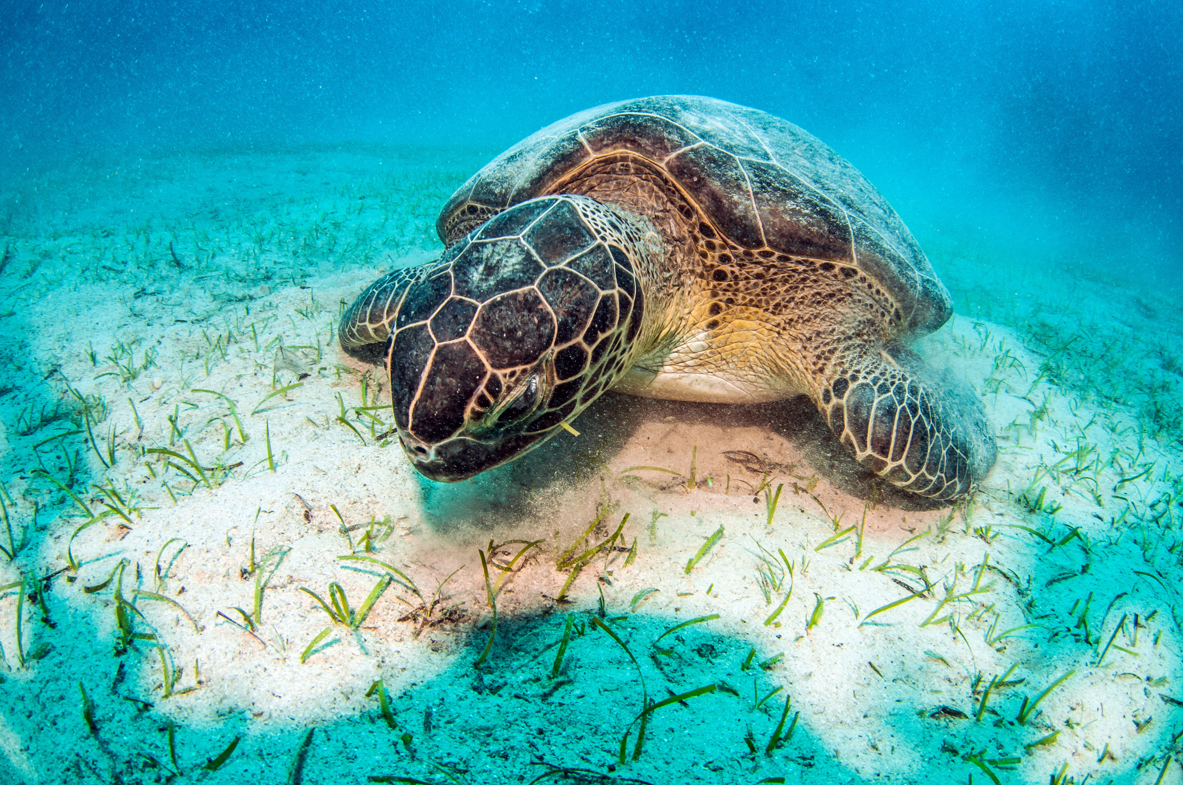 Занзибар морские черепахи