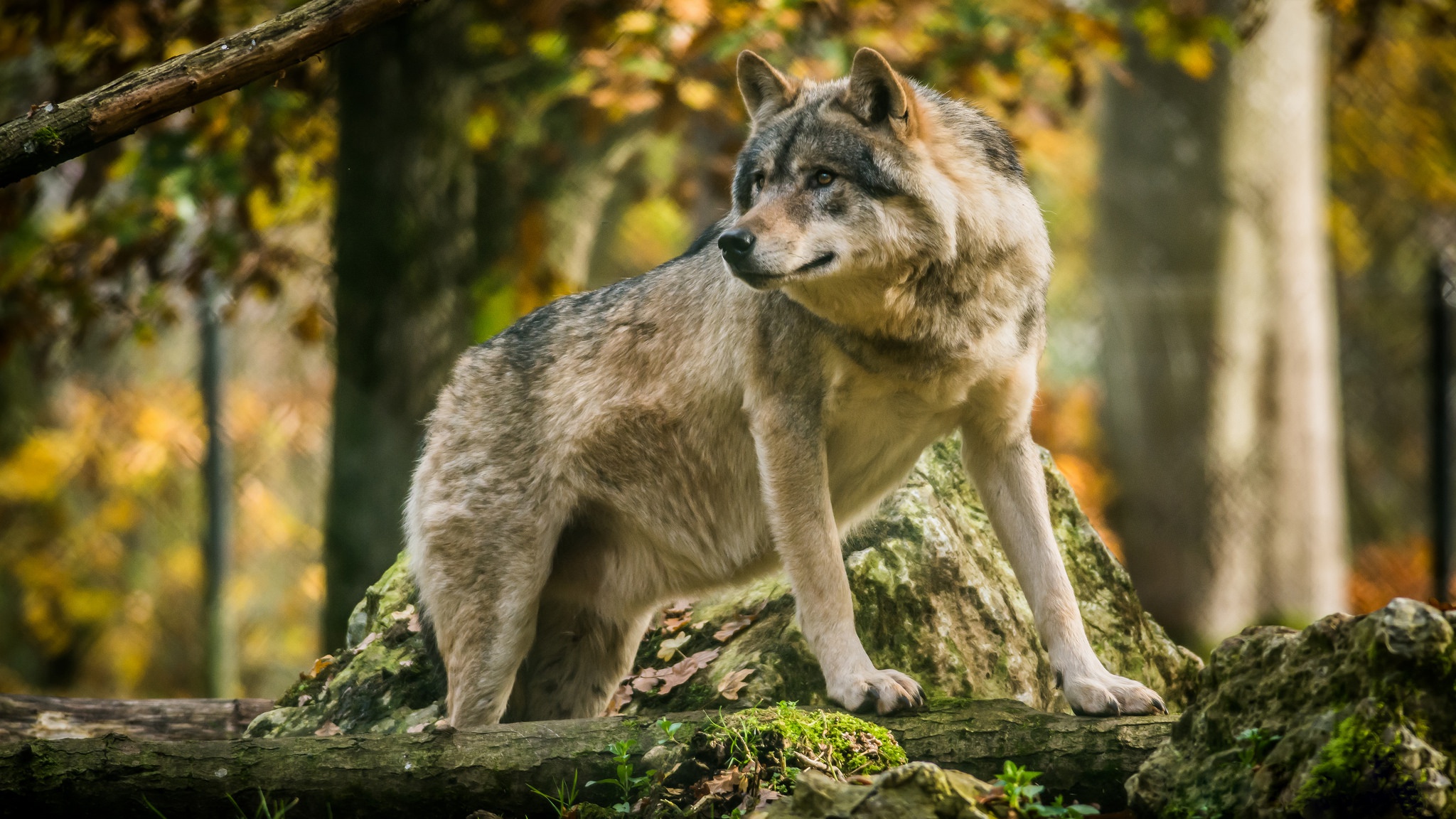 Жизнь серого волка. Волк переярок. Волк в лесу. Красивый волк. Волк на рабочий стол.
