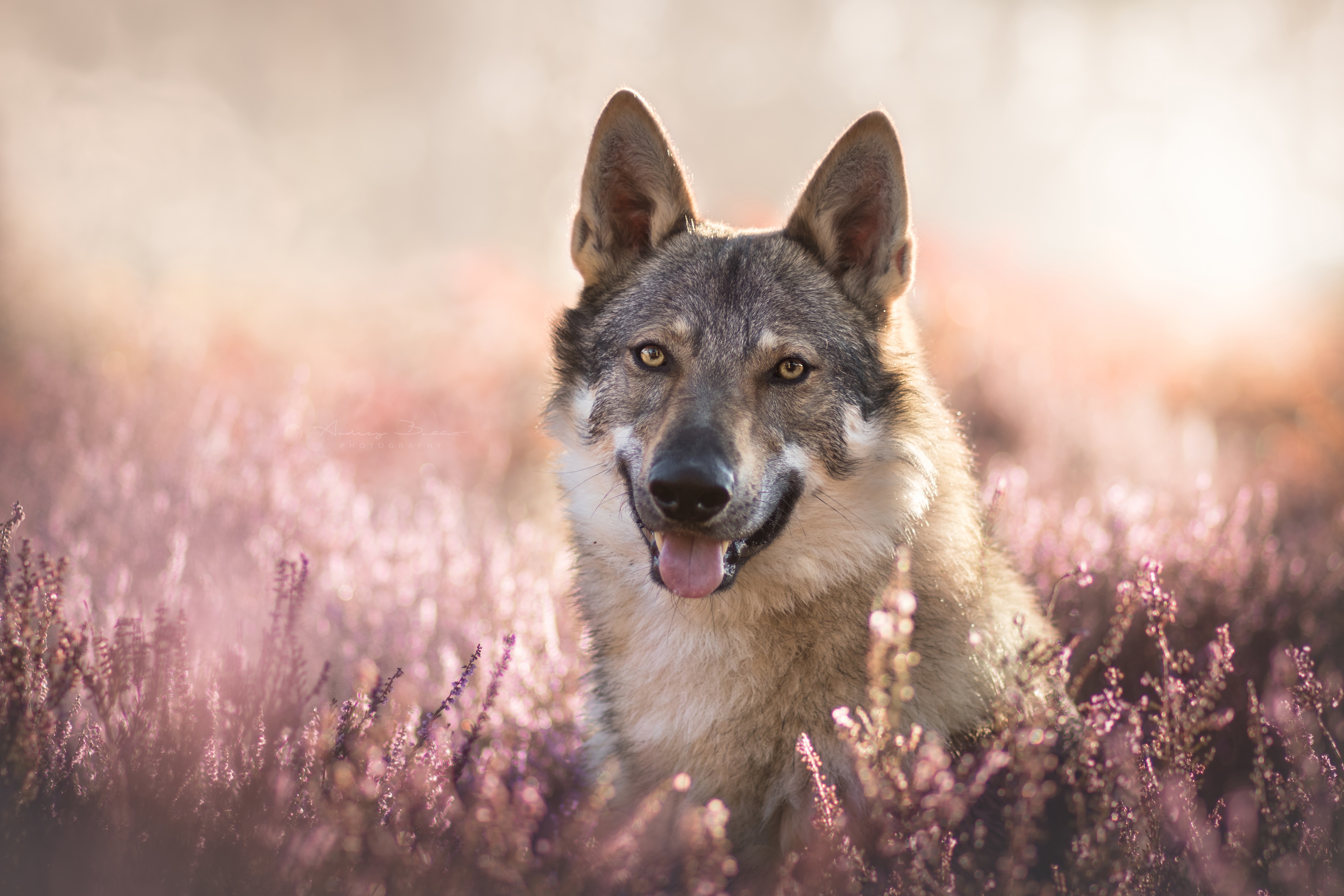 Wallpaper Gray wolf with his tongue out in lavender colors.
