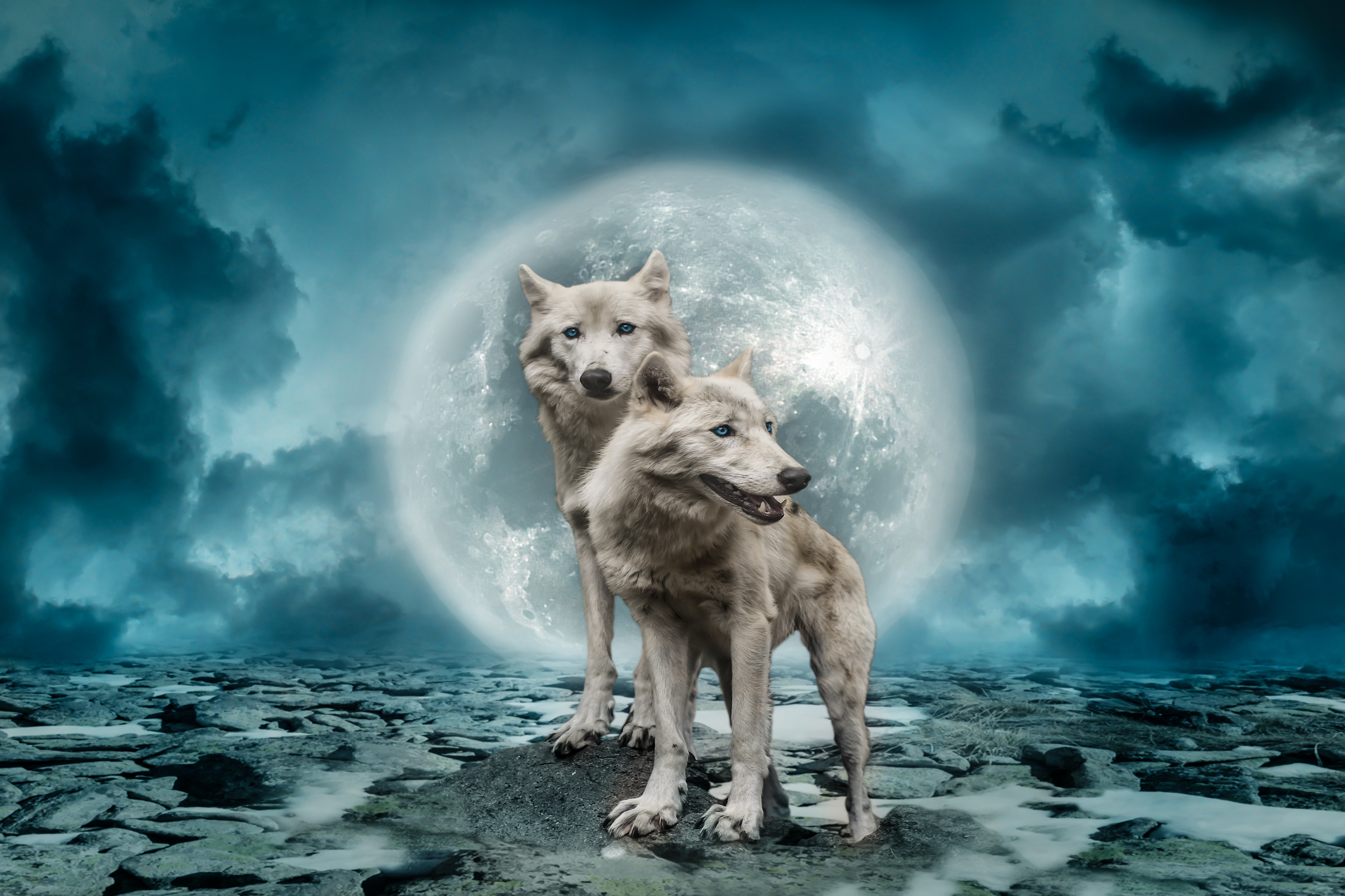 Волк пытающийся съесть луну