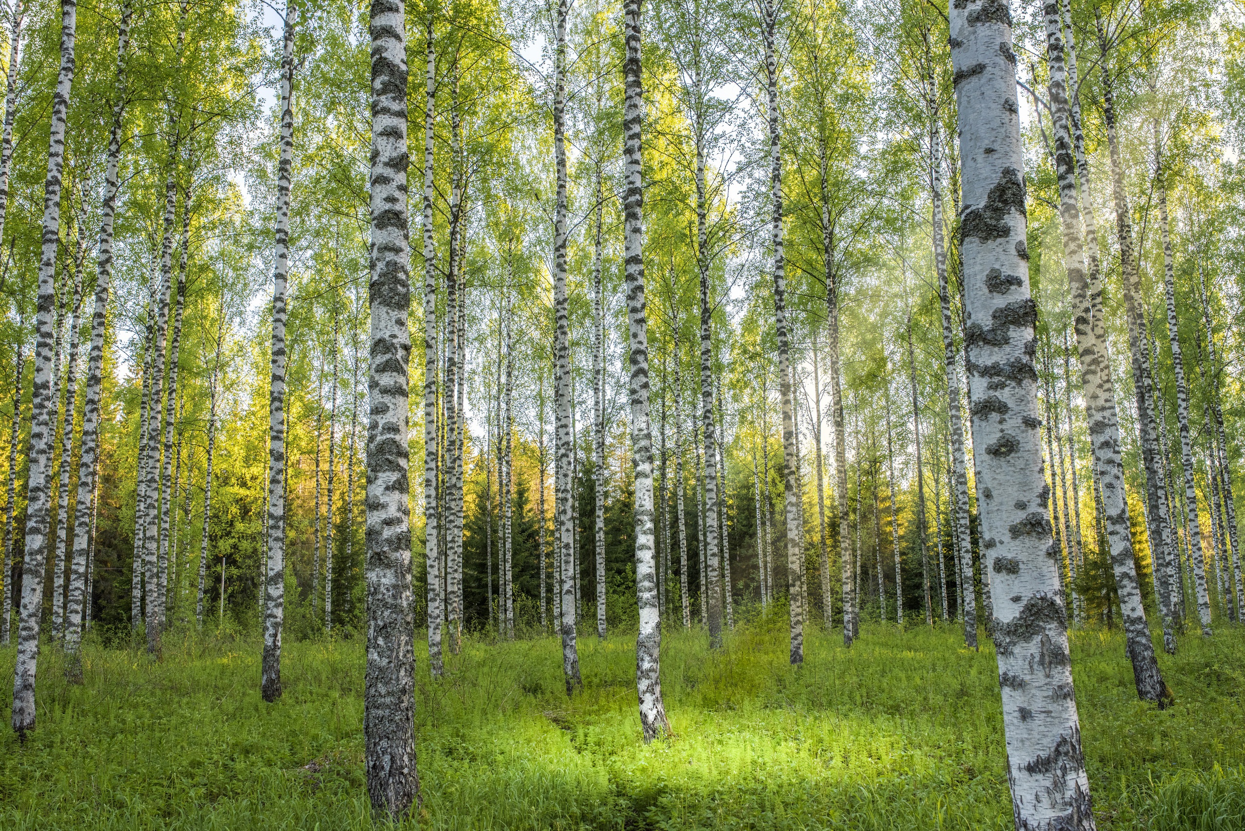 Birch. Березовая роща Кострома. Березовая роща опушка. Березовый лес Шильдер. Лес Березовая роща.