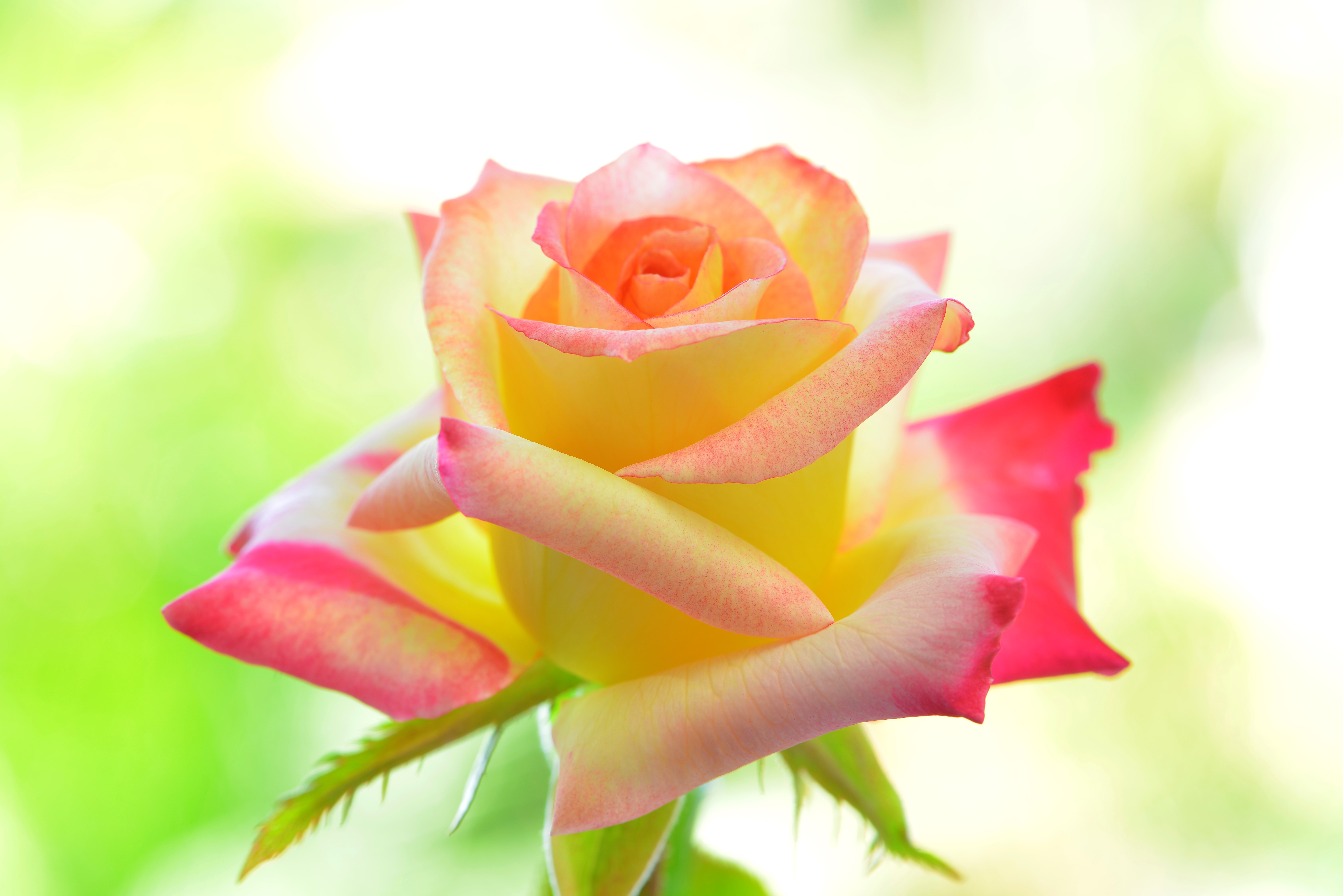 Желто розовая картинка. Нежные розы. Желто розовые розы. Яркие розы. Цветы розовый желтый.