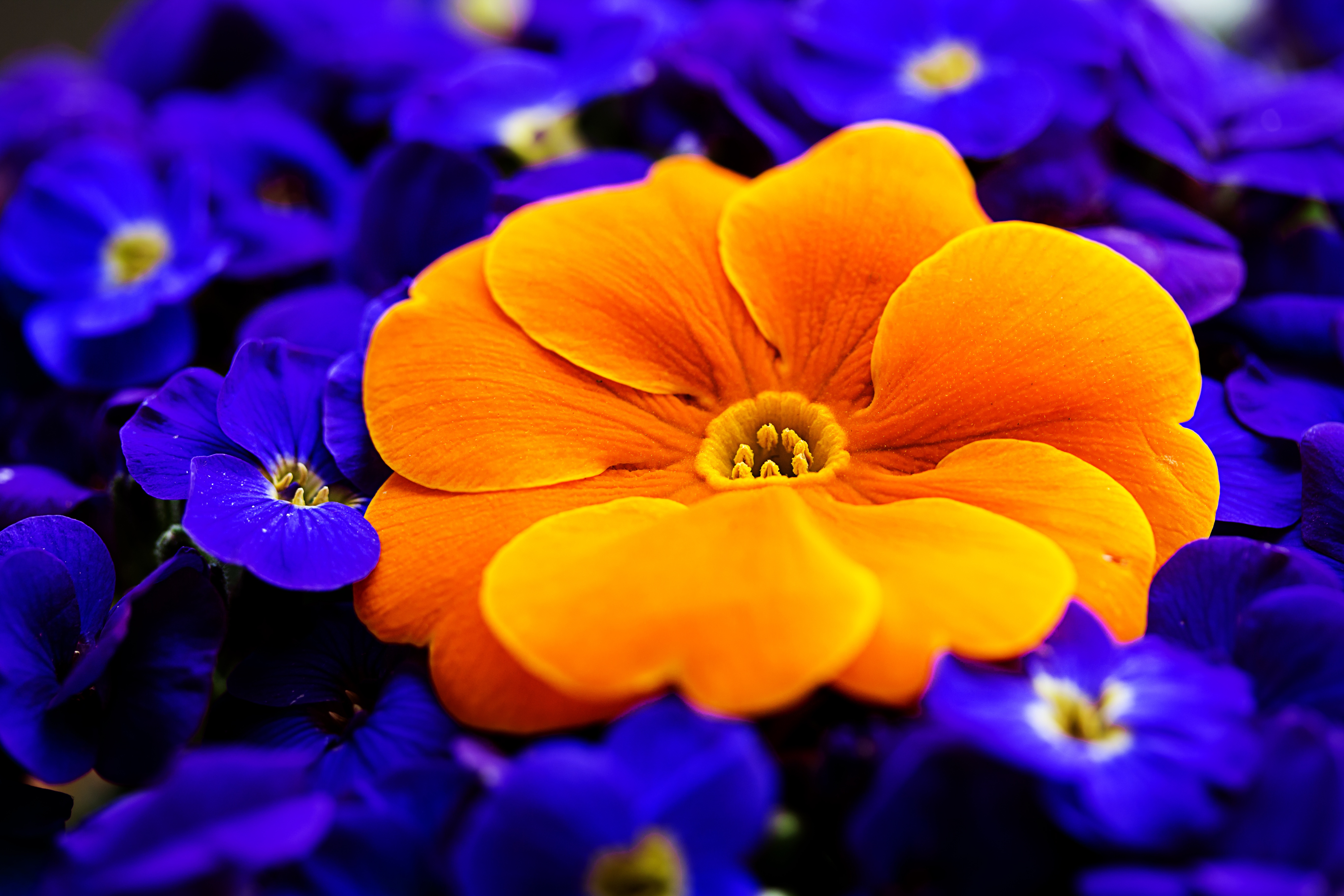 Крупный яркий цветок 4. Анютины глазки. Яркие цветы. Красивые яркие цветы. Цветы Макросъемка.