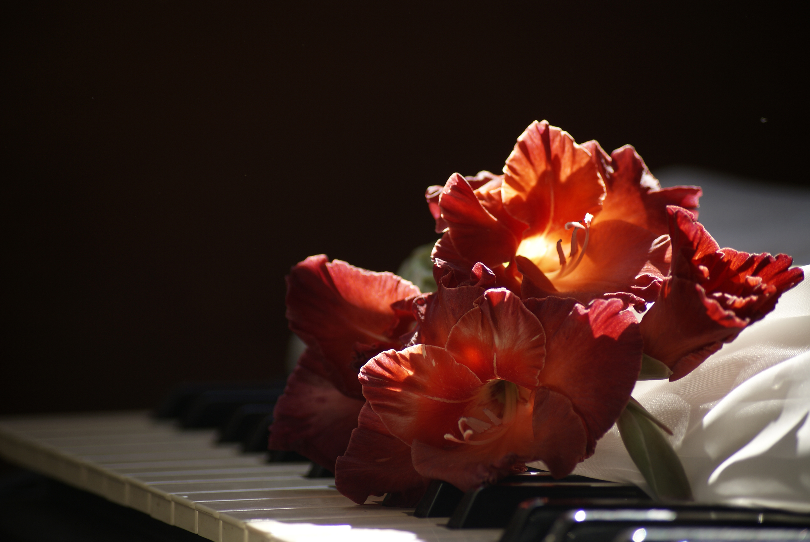 Песня гладиолусы семенович слушать. Цветы лежат. Букет цветов лежит на столе. Букет на темном фоне. Пианино с цветами.
