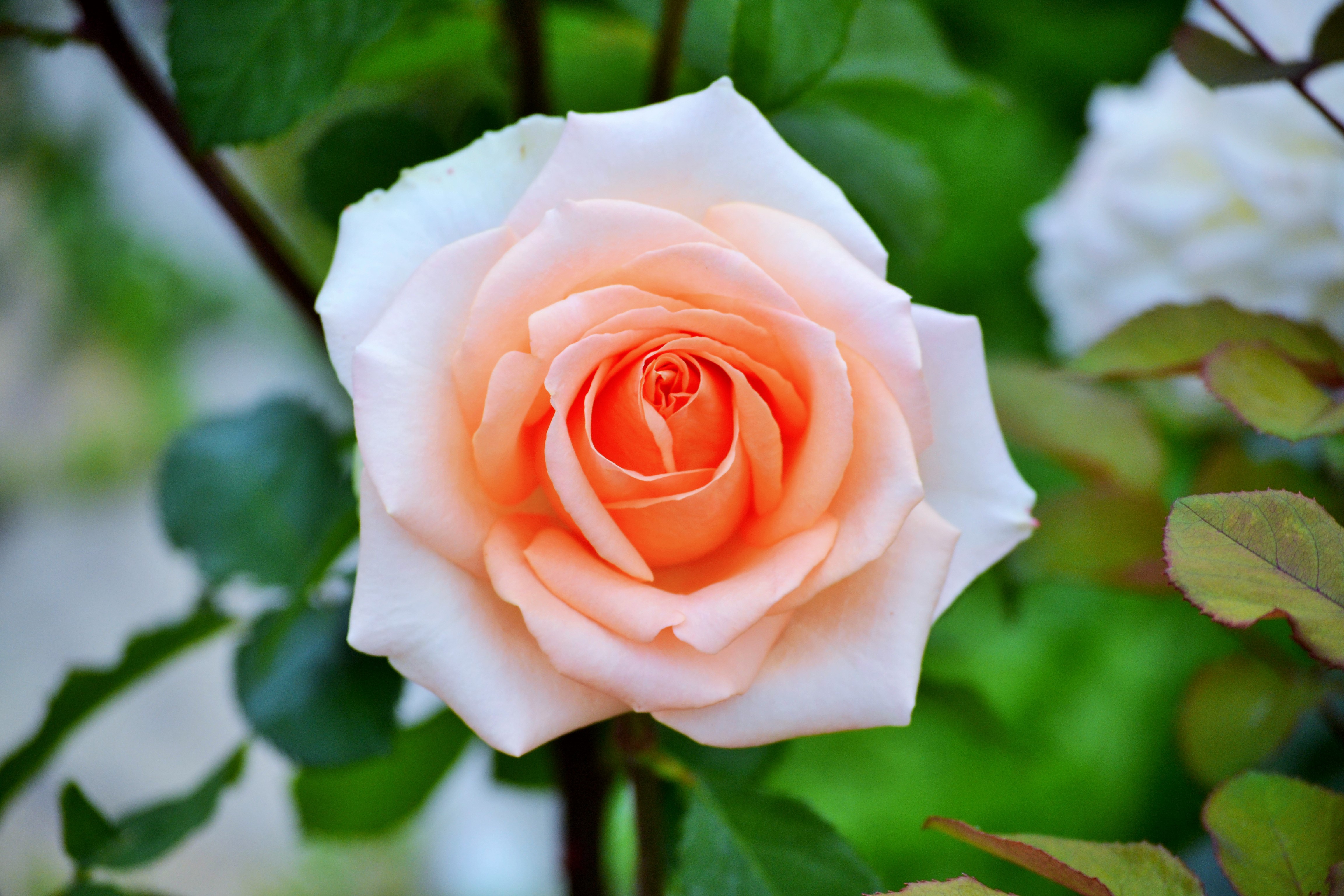 Роза кремово-розовая