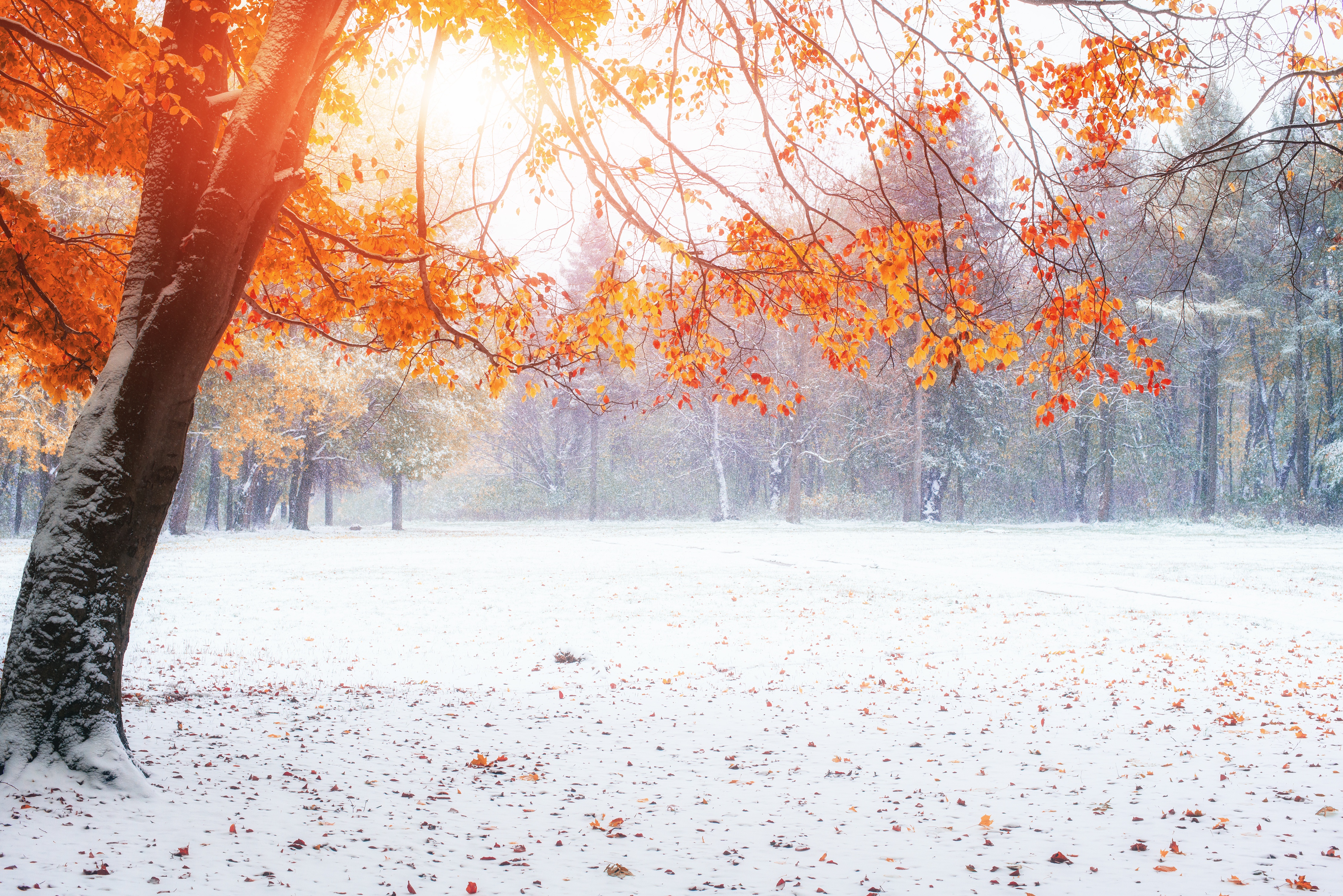 Природа в ноябре. Ранняя зима. Ноябрь природа. Поздняя осень. Поздняя осень снег.