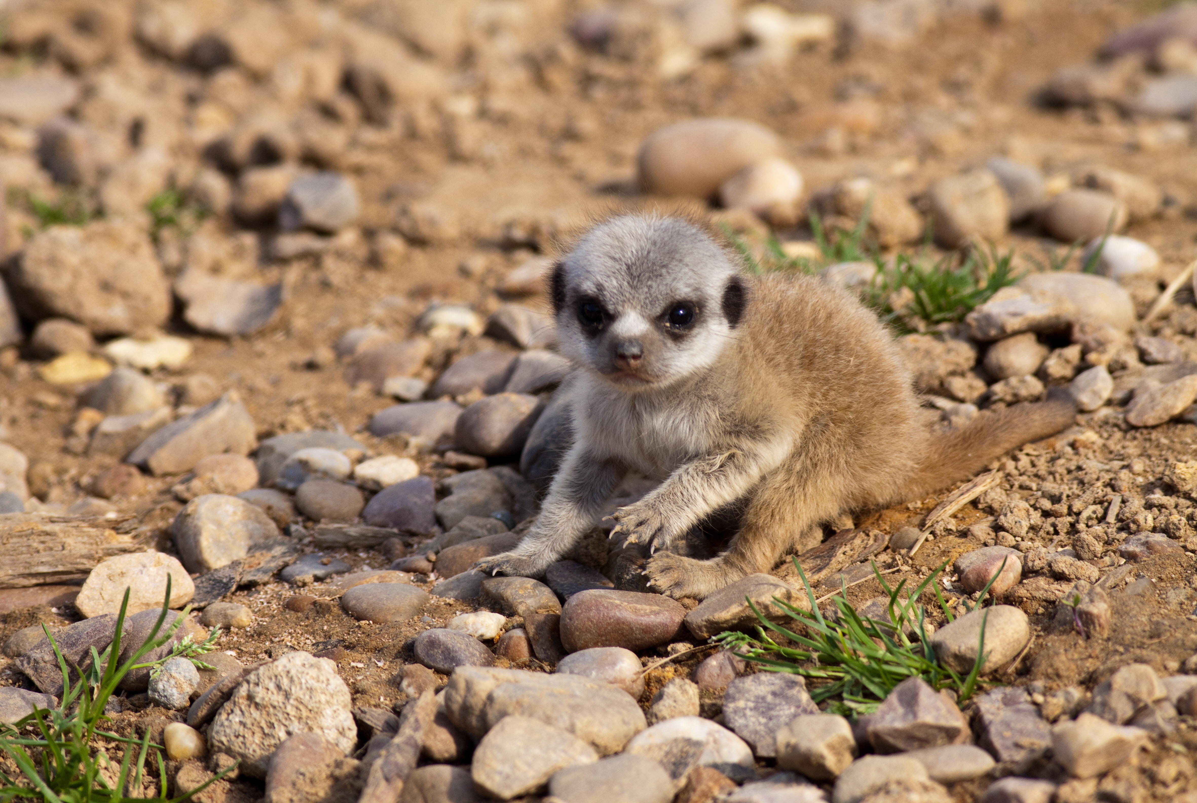 Фото суриката. Карликовый сурикат. Ушастый сурикат. Сумчатый сурикат. Meerkat сурикат.