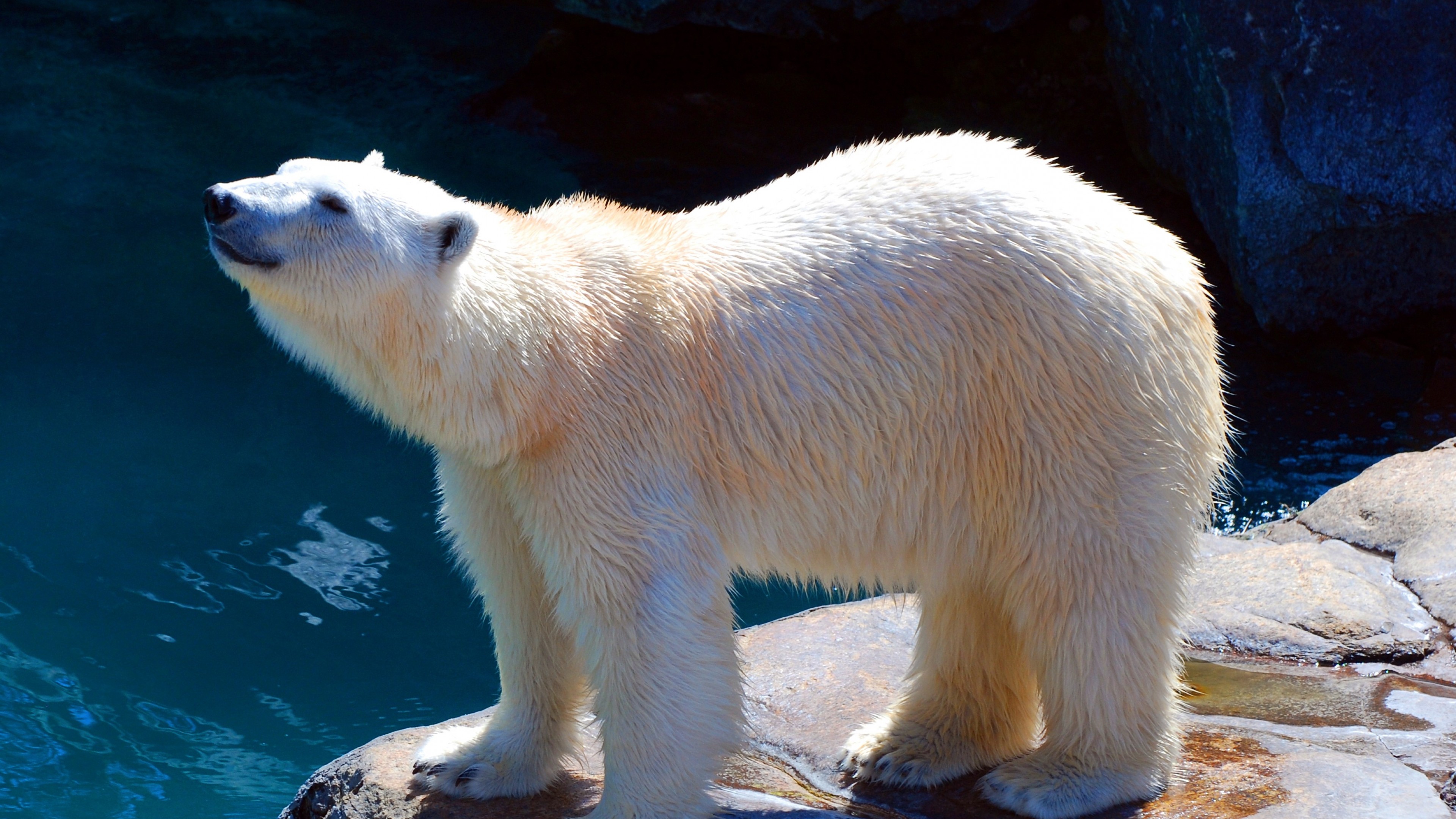 Медведь крупное млекопитающее. Белый медведь Ursus maritimus. Полярный медведь ошкуй. Полар Беар. Белый Полярный медведь фото.