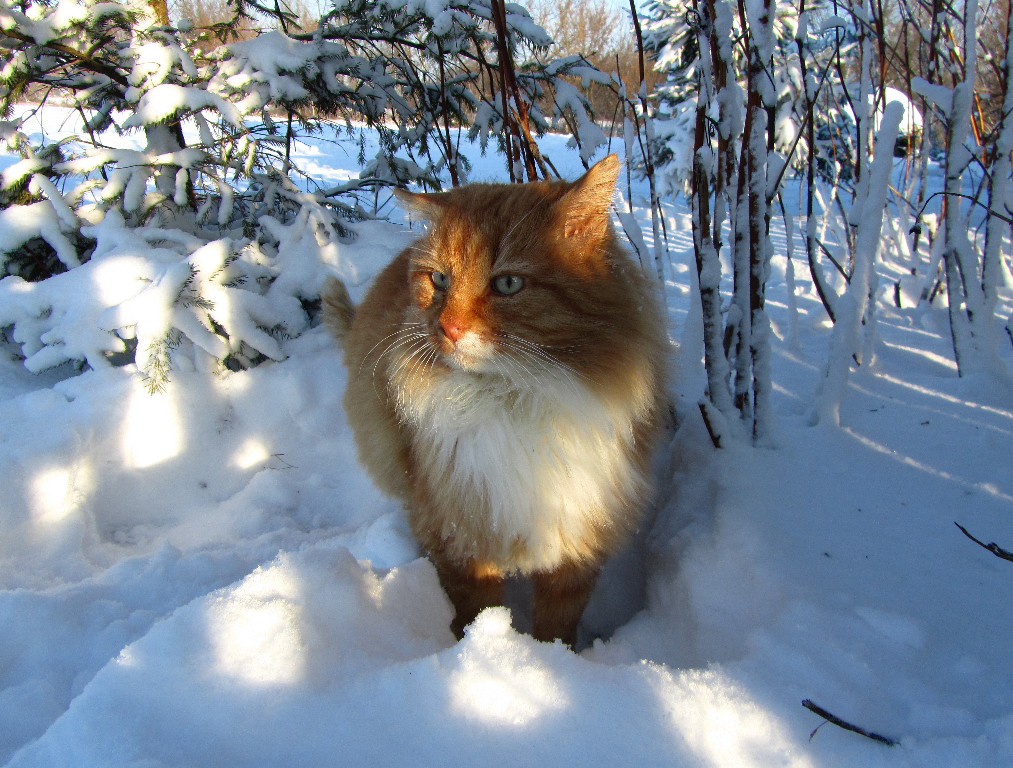 Сибирская кошка в снегу