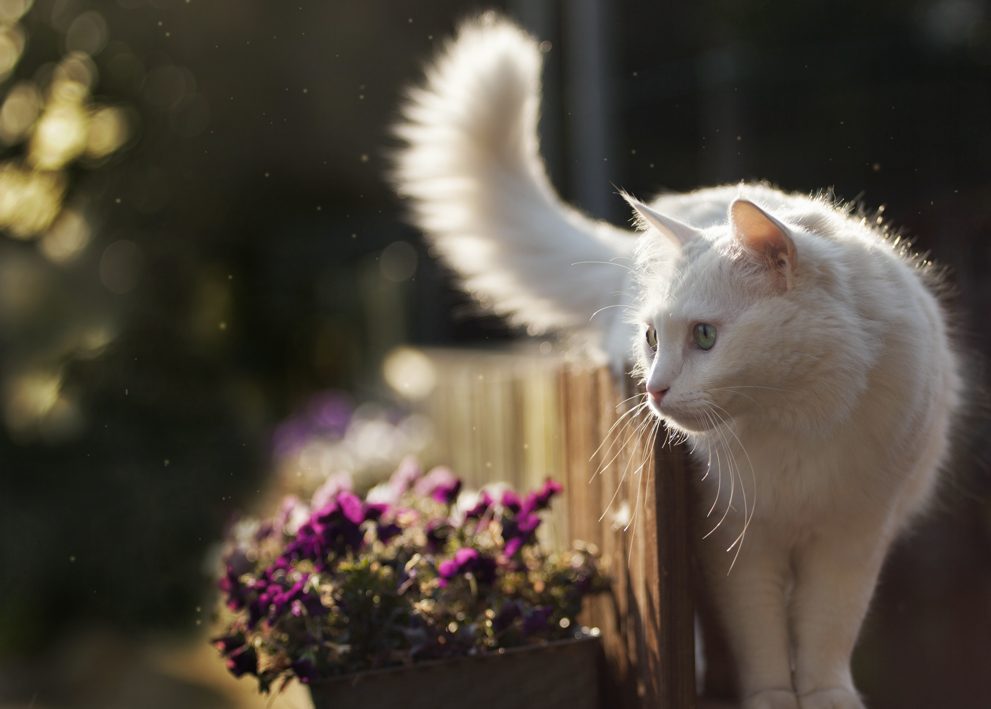 Белые кошечки картинки. Турецкая ангора кошка. Кошка белая. Красивые кошечки. Красивая белая кошка.