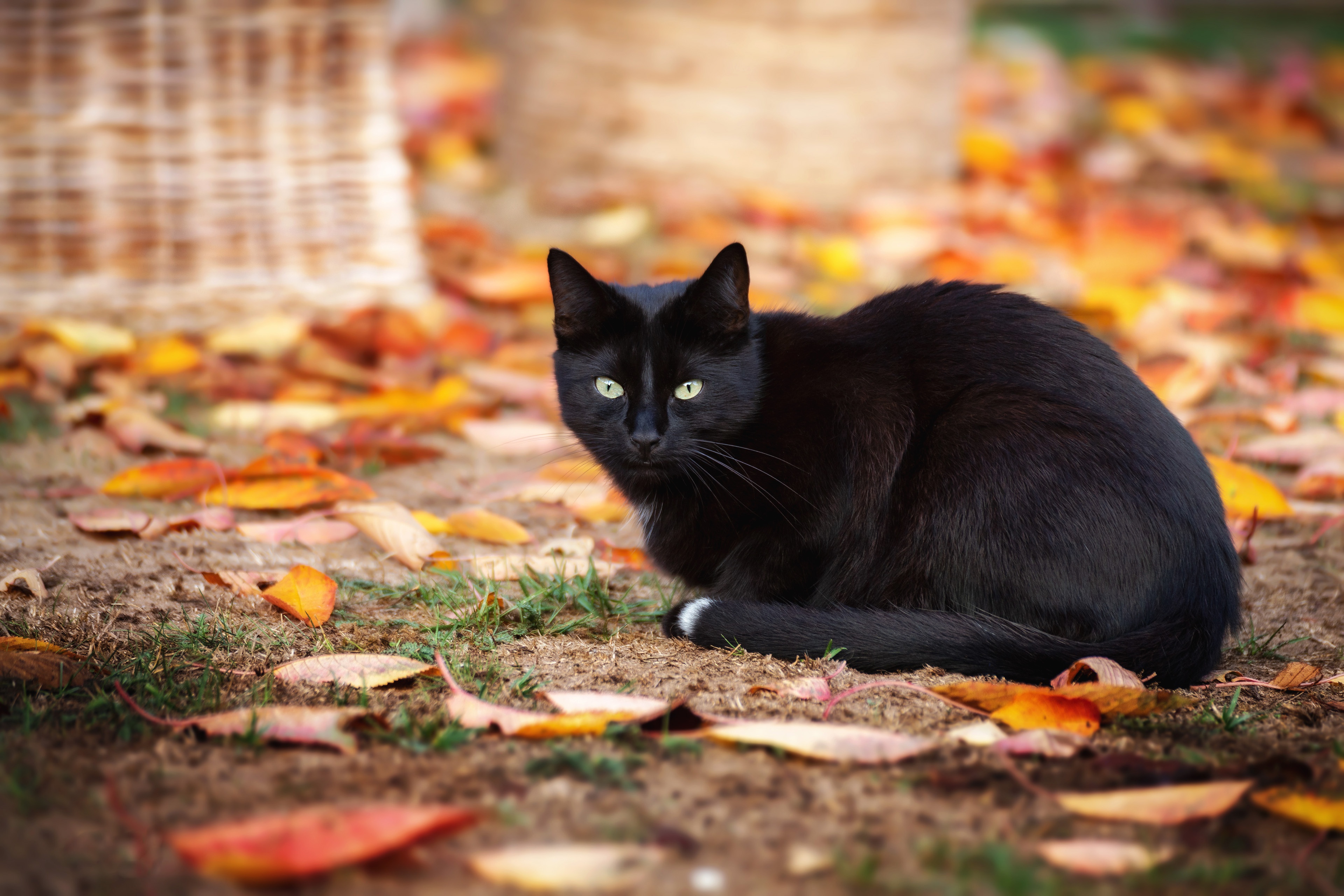Черная кошка осень