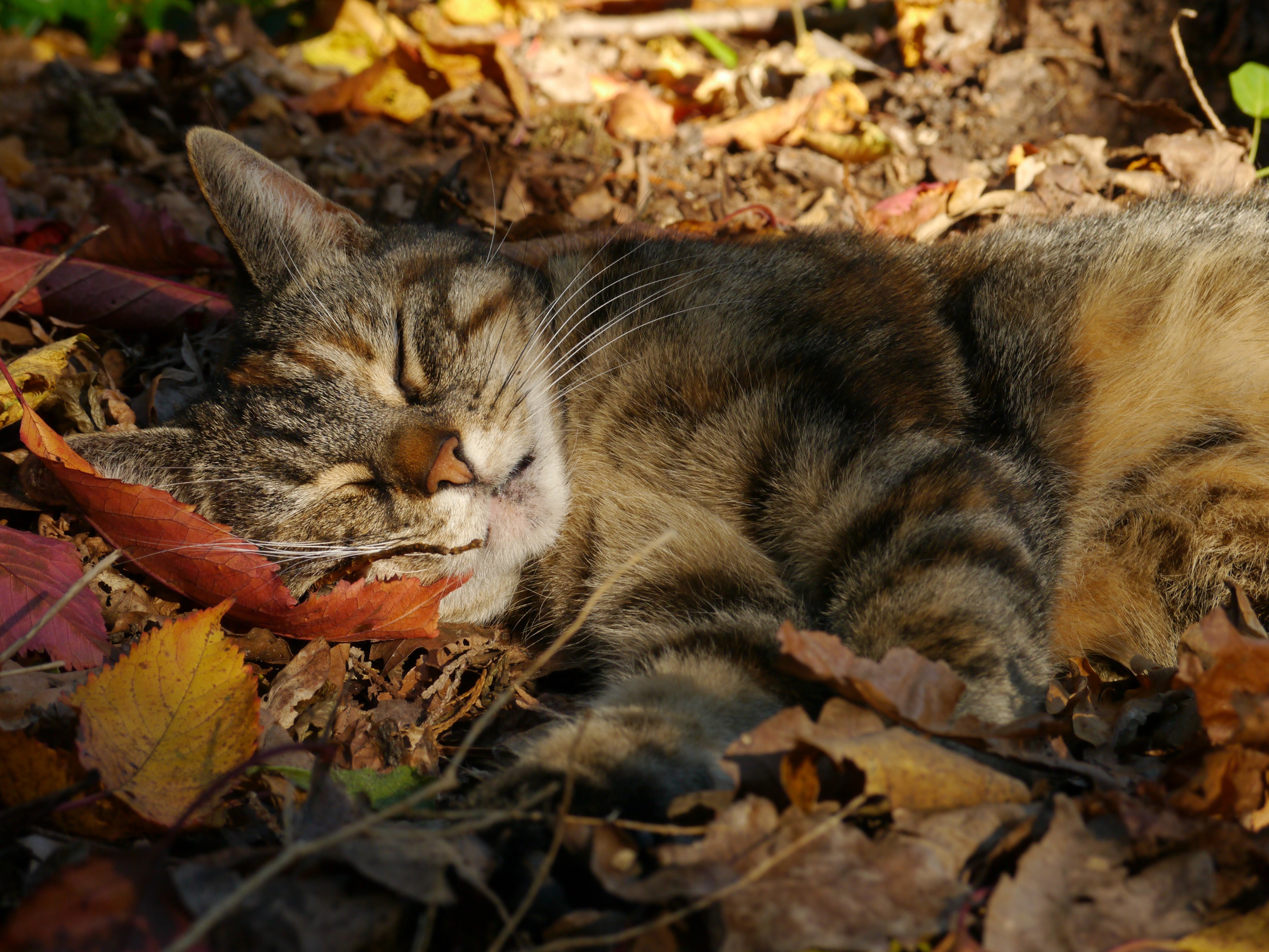 Кот в листьях
