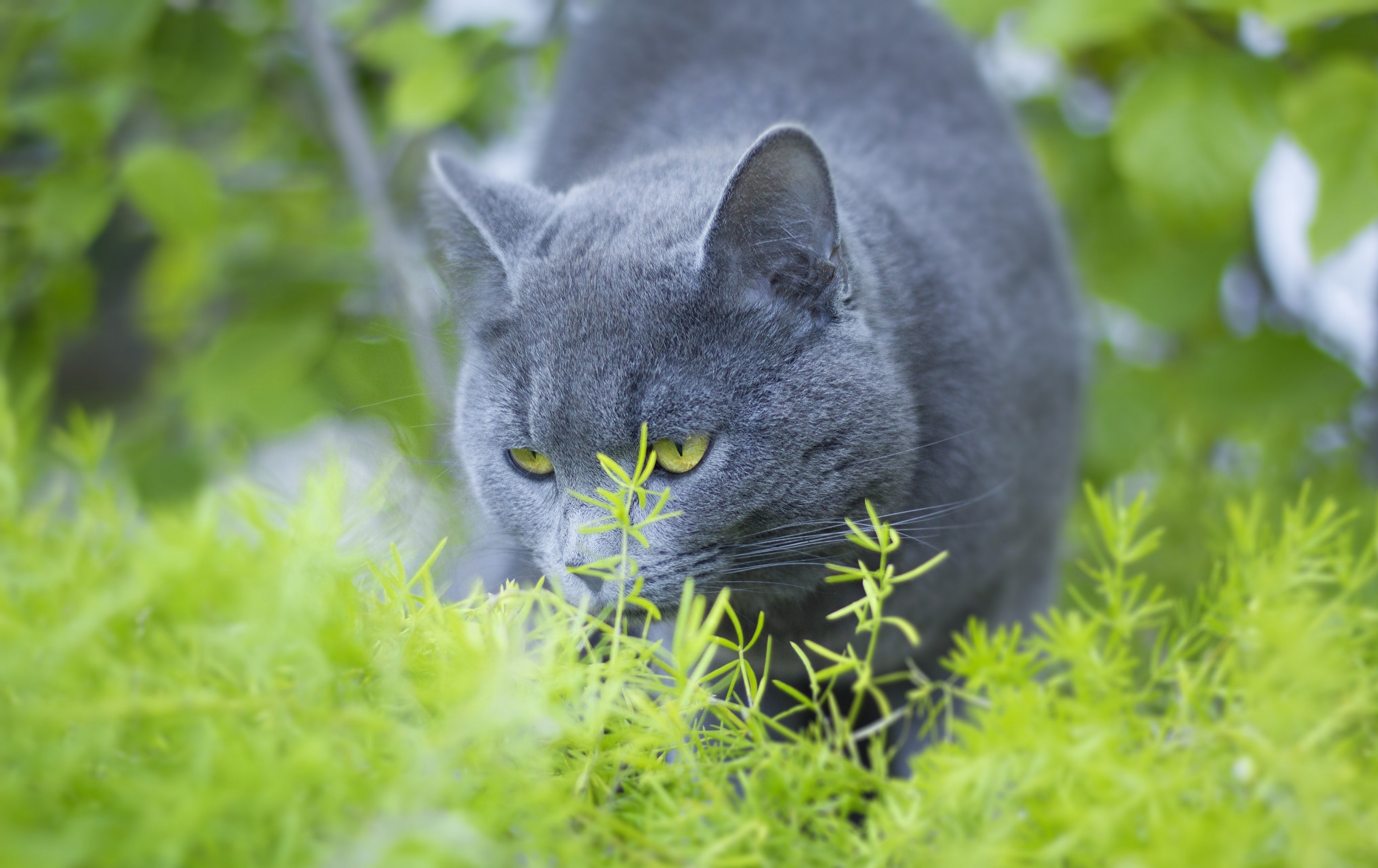 Кот серенький картинки