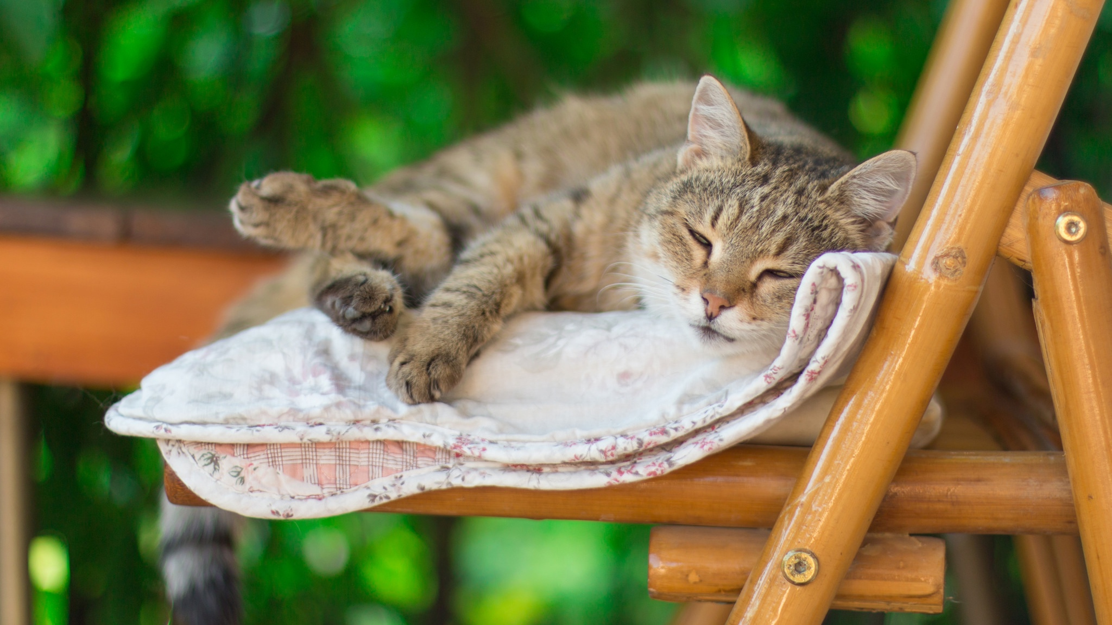 Кошачьи лета. Кот отдыхает. Летние коты. Кот летом отдыхает. Отдыхающий котик.