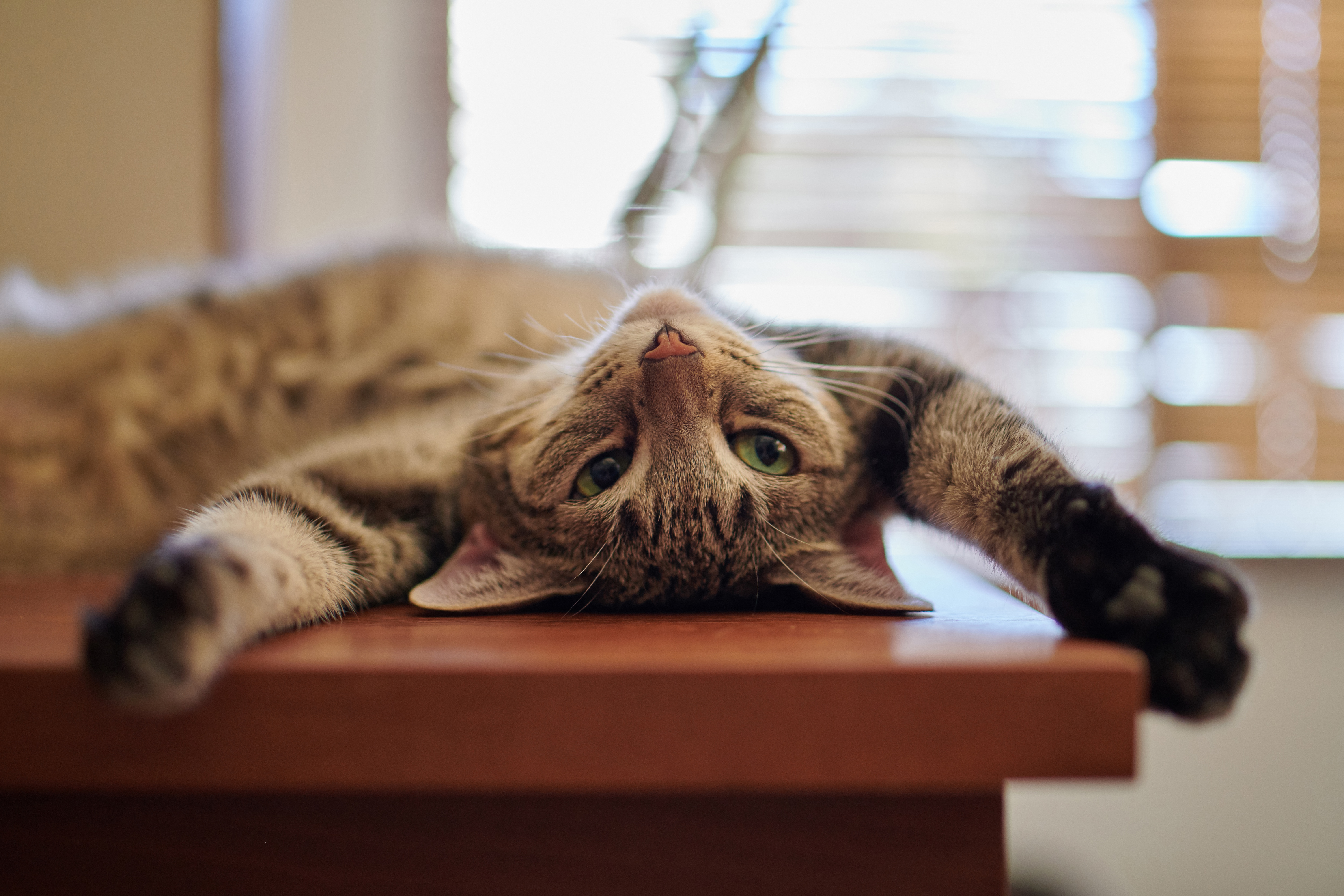 На столе лежат глаза. Расслабленный котик. Кошка на столе. Кошки на рабочий стол. Забавные кошки.