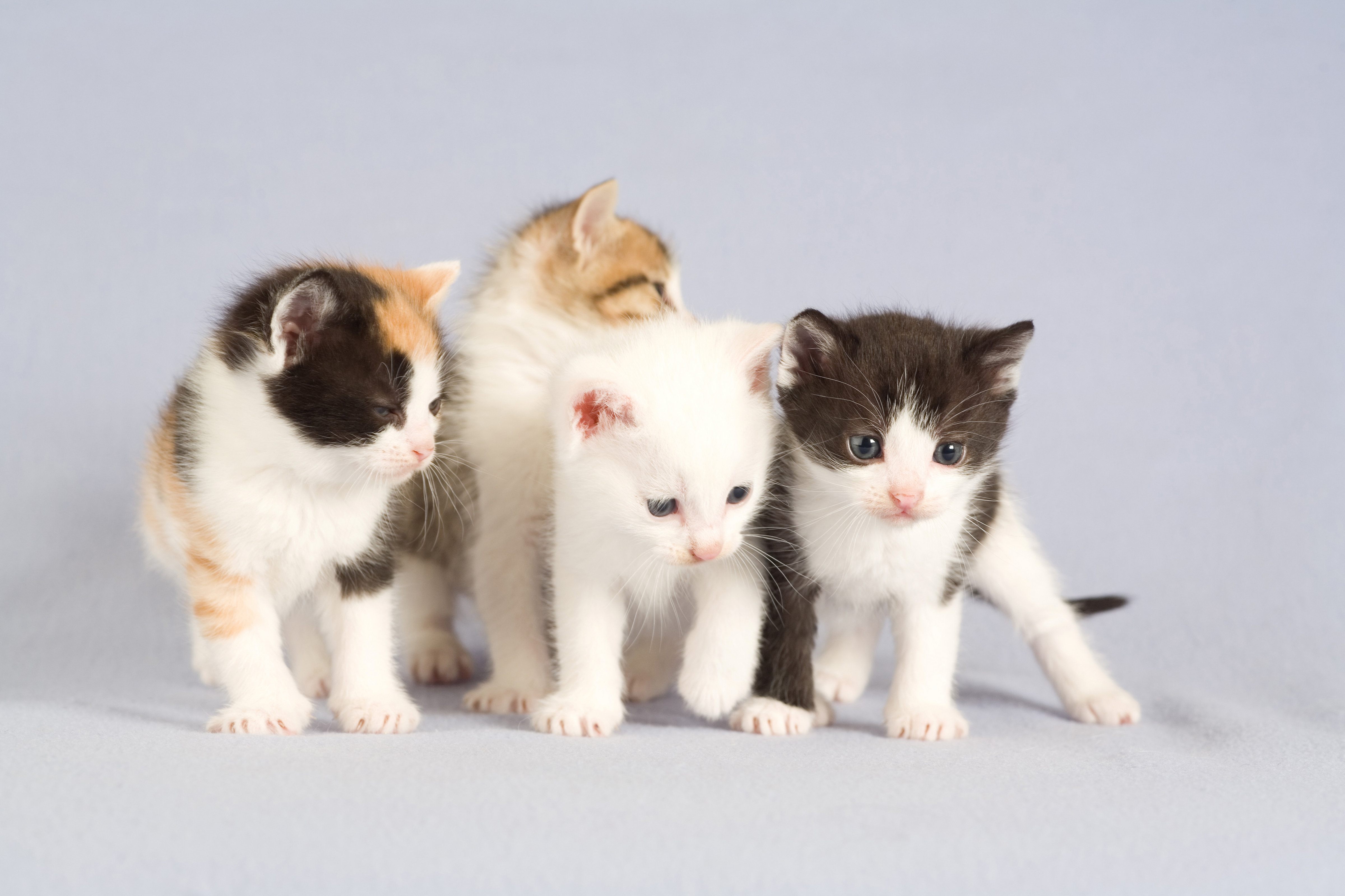 Четверо кошек. Милые котята. Модульная картина котята. Четыре котенка. Маленький котенок.